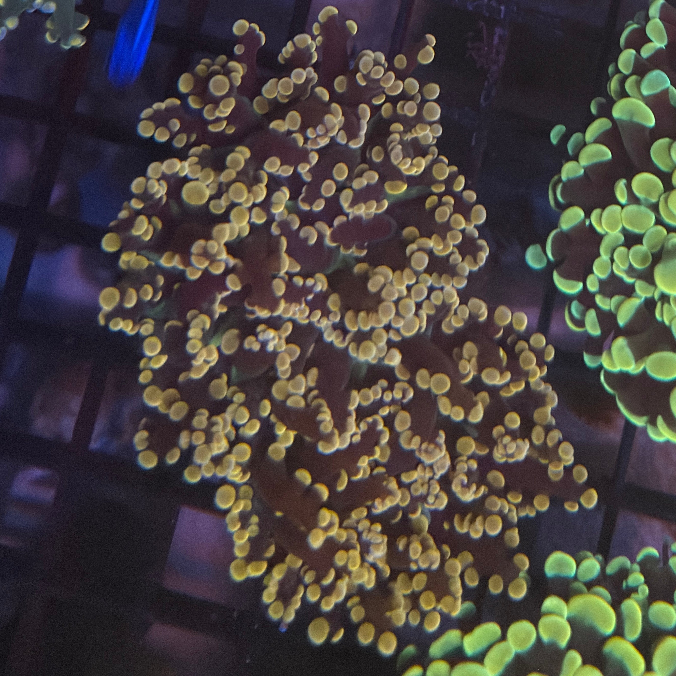 Aquacultured Pink Tip Frogspawn R1B2