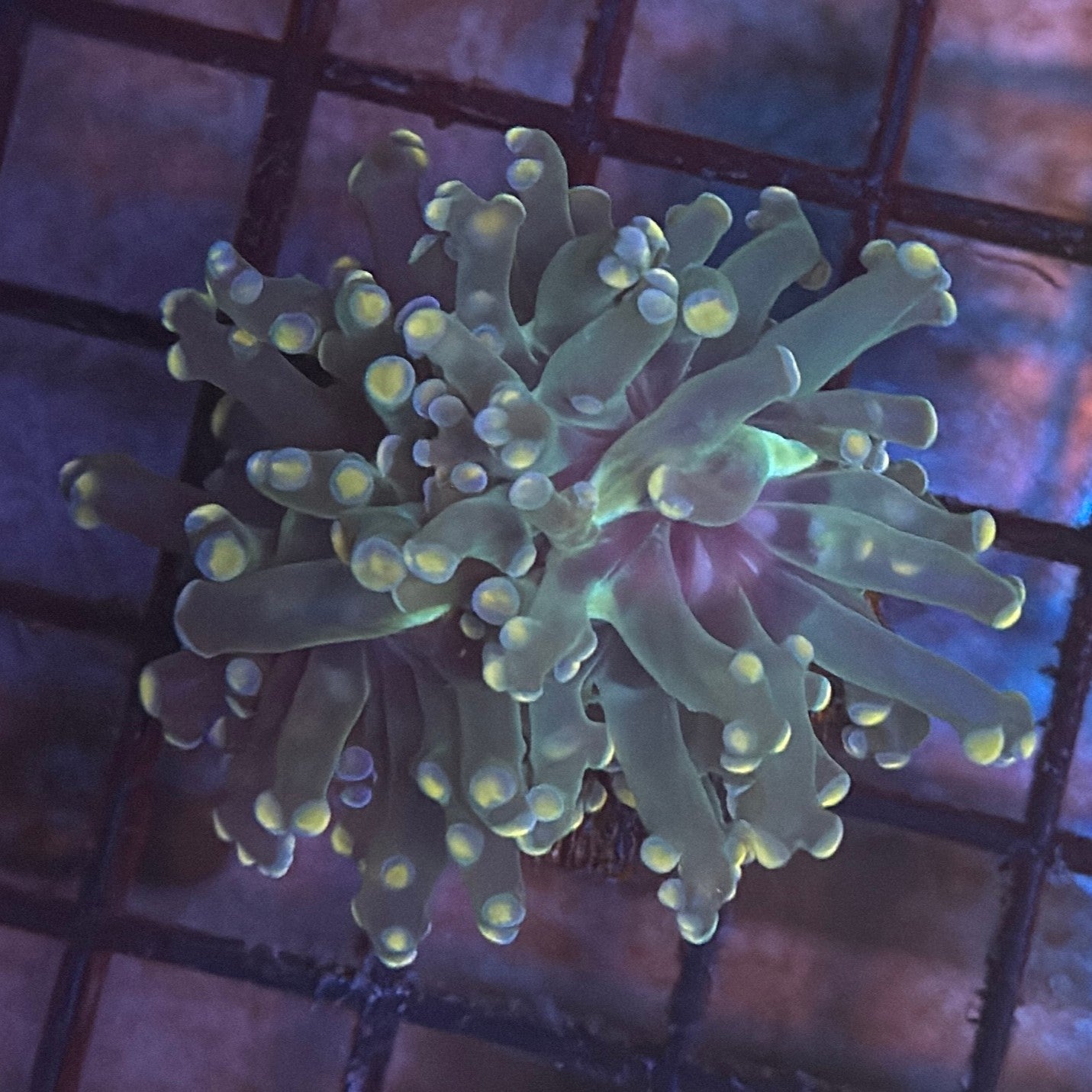 Aquacultured Pink Tip Octospawn R1B3