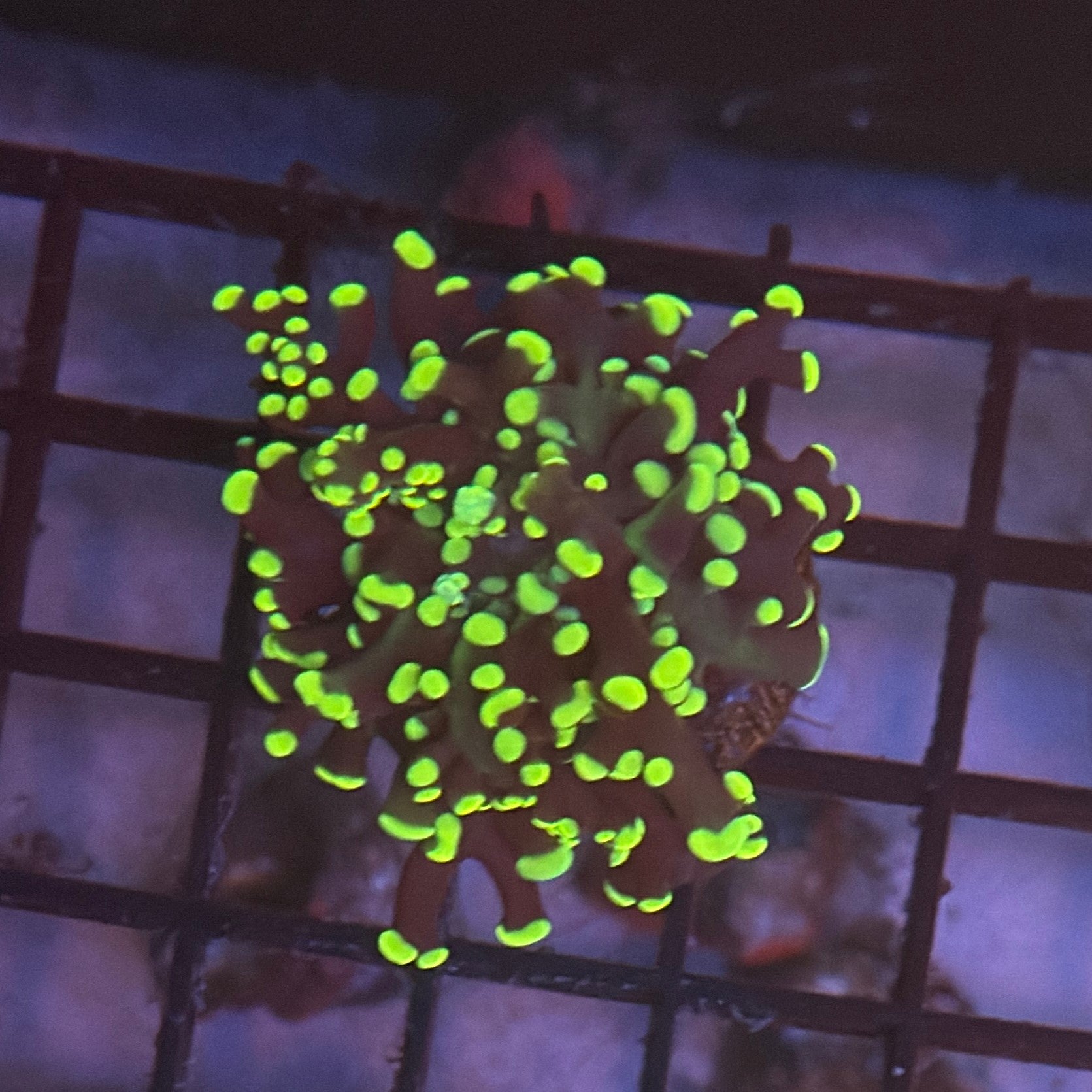 Aquacultured Purple and Yellow Tip Octospawn R1C6