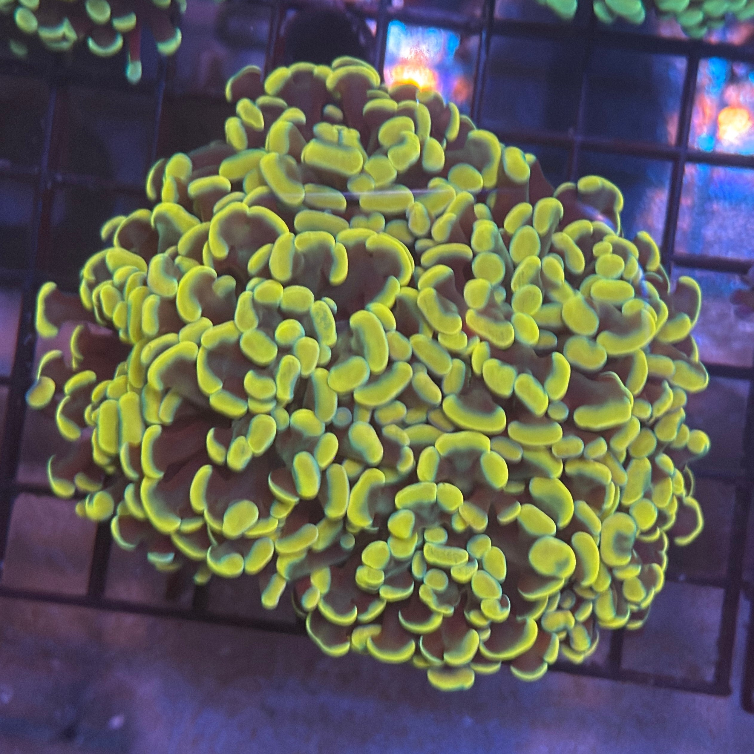 Aquacultured Ultra Gold Branching Hammer Coral R1D1