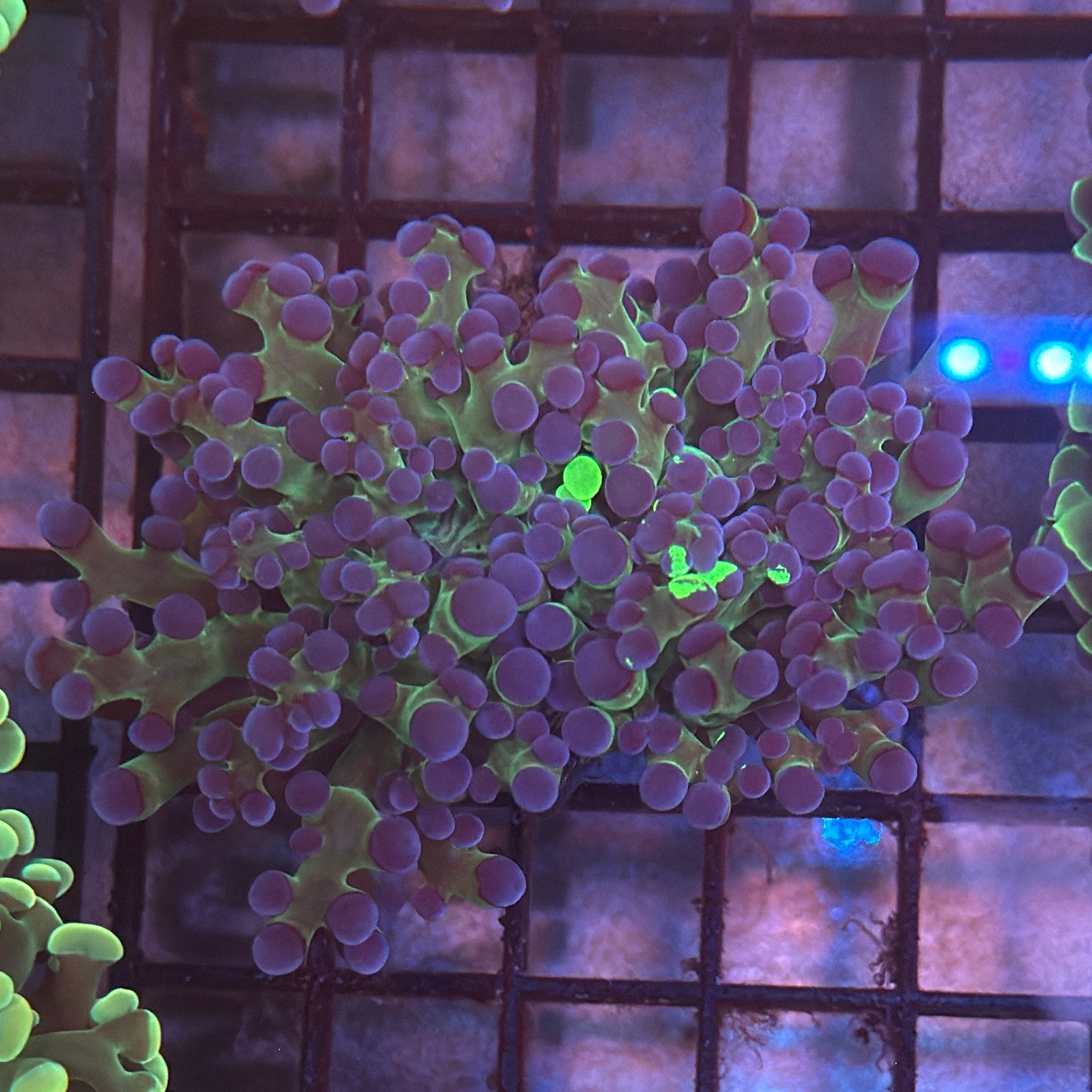 Aquacultured Bi Color Grafted Frogspawn R2A4