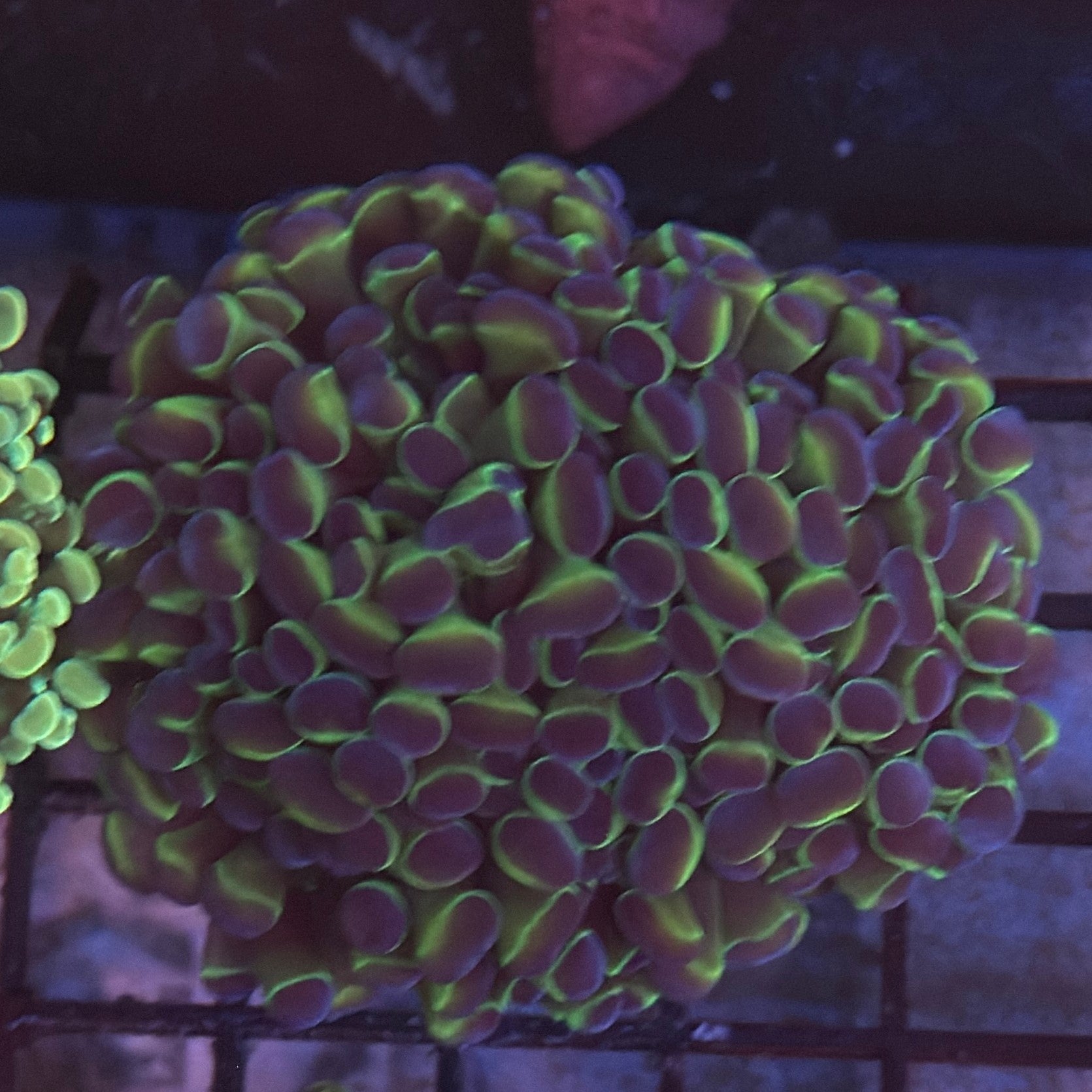 Aquacultured Hologram Metallic Hammer R2A7