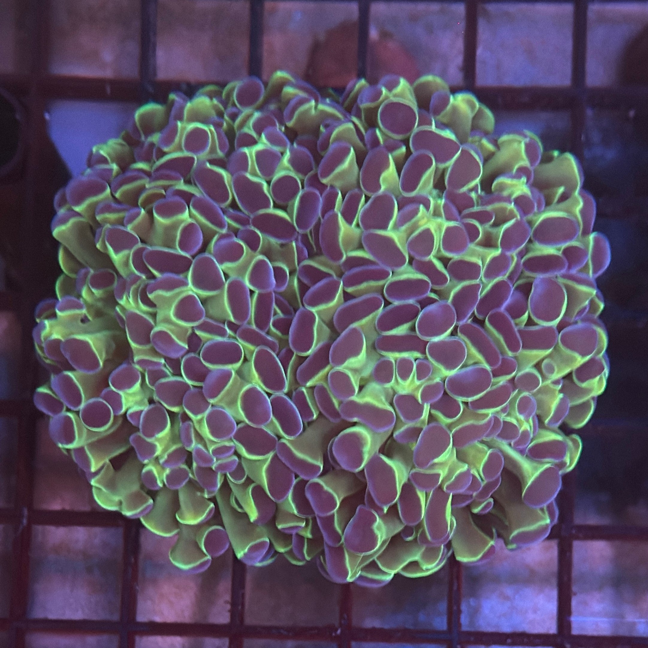 Aquacultured Bi Color Metallic Hammer R2B5