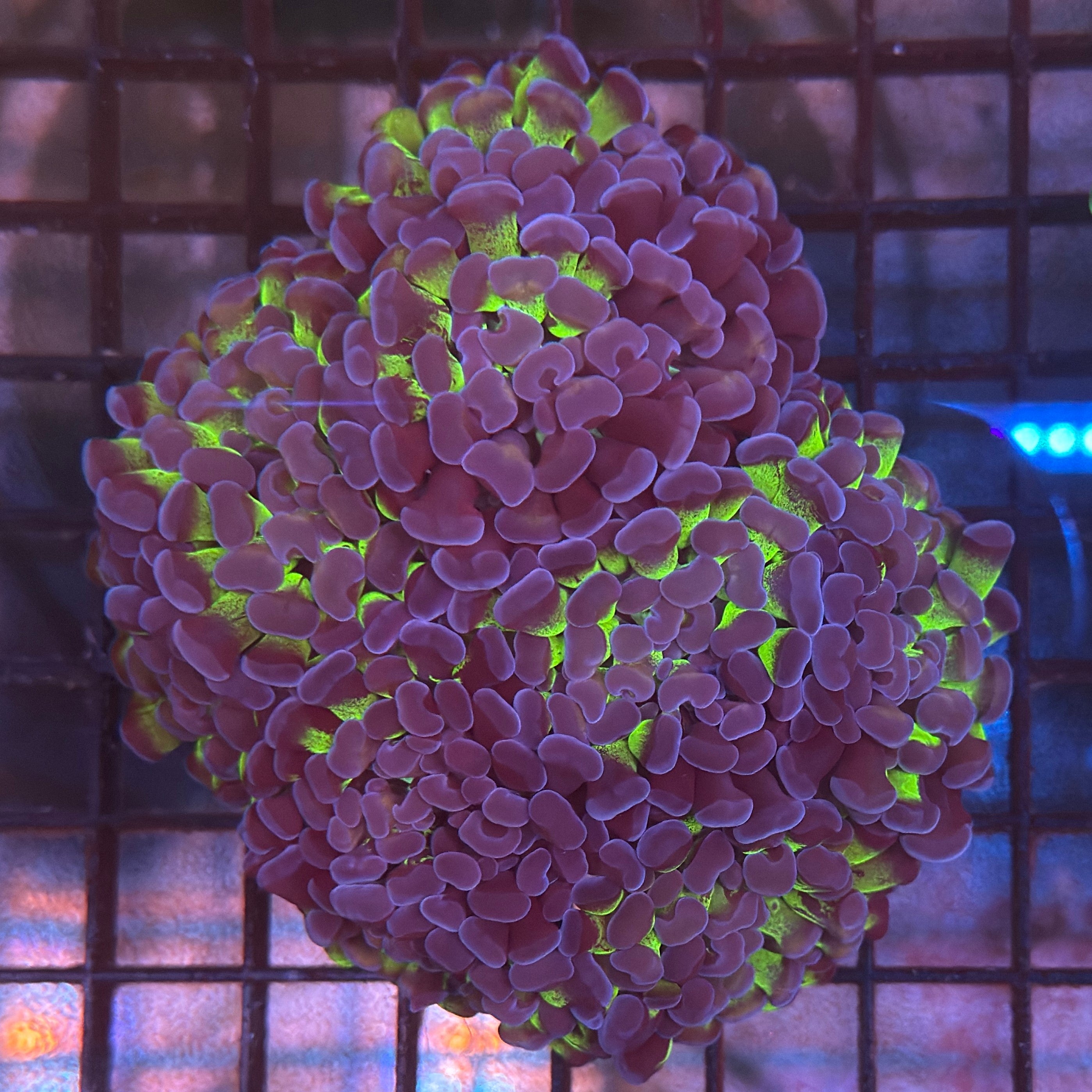 Aquacultured Ultra Bi Color Metallic Hammer R2C4