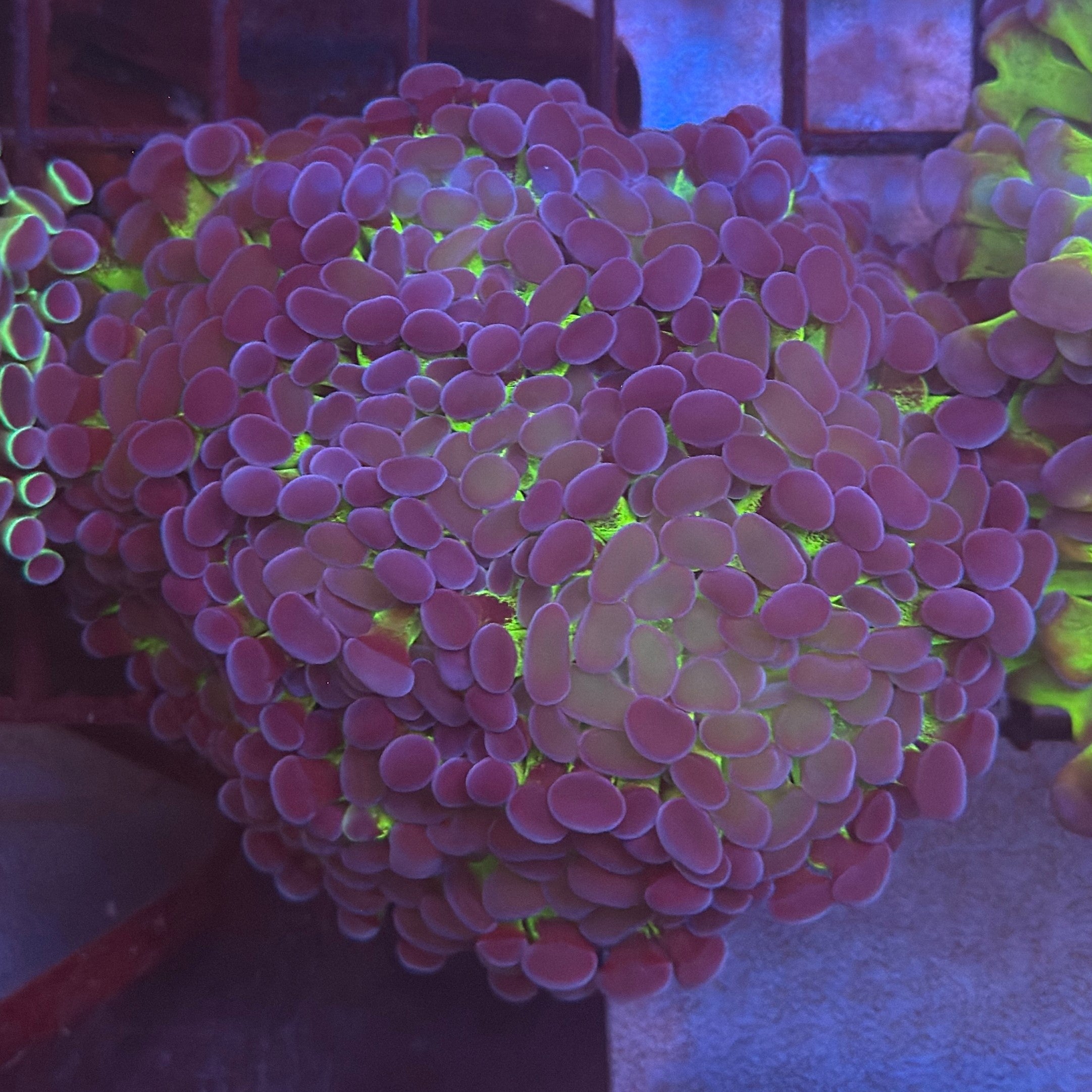 Aquacultured Bright Green Tip Toxic Splatter Hammer R2D1