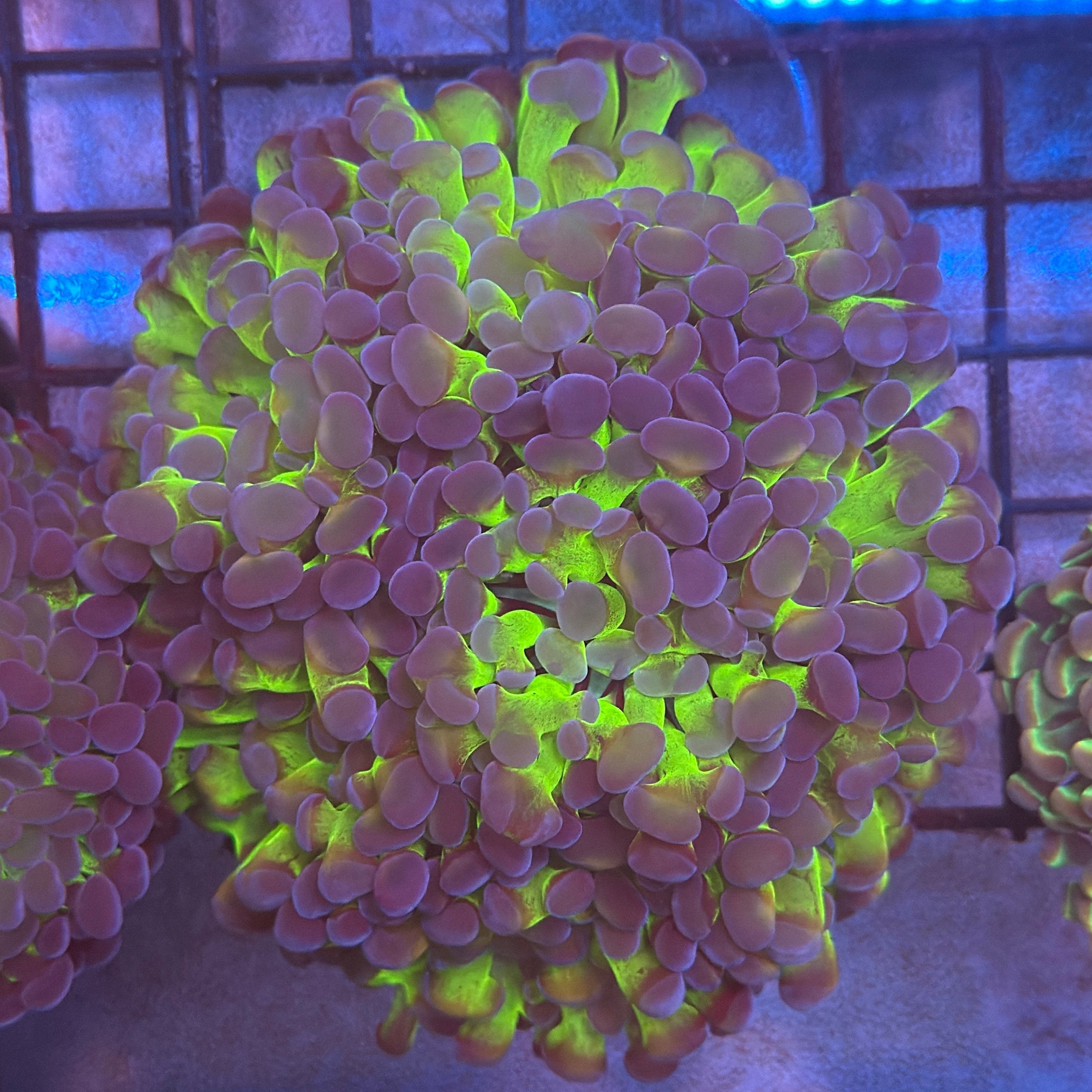 Aquacultured Ultra Bi Color Metallic Splatter Hammer R3A1