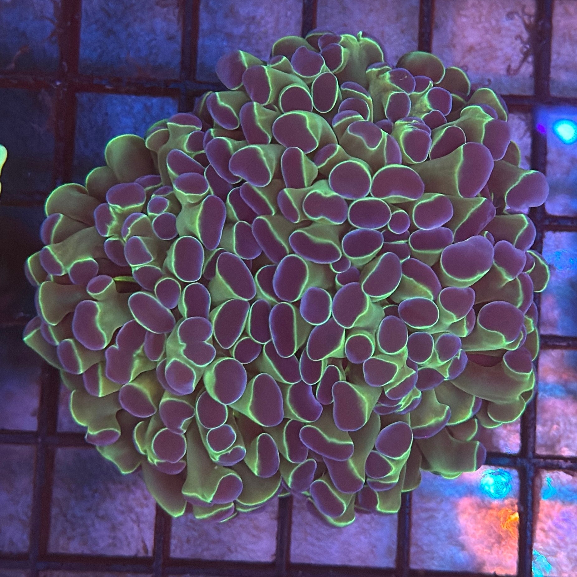 Aquacultured Bi Color Metallic Hammer R3A6