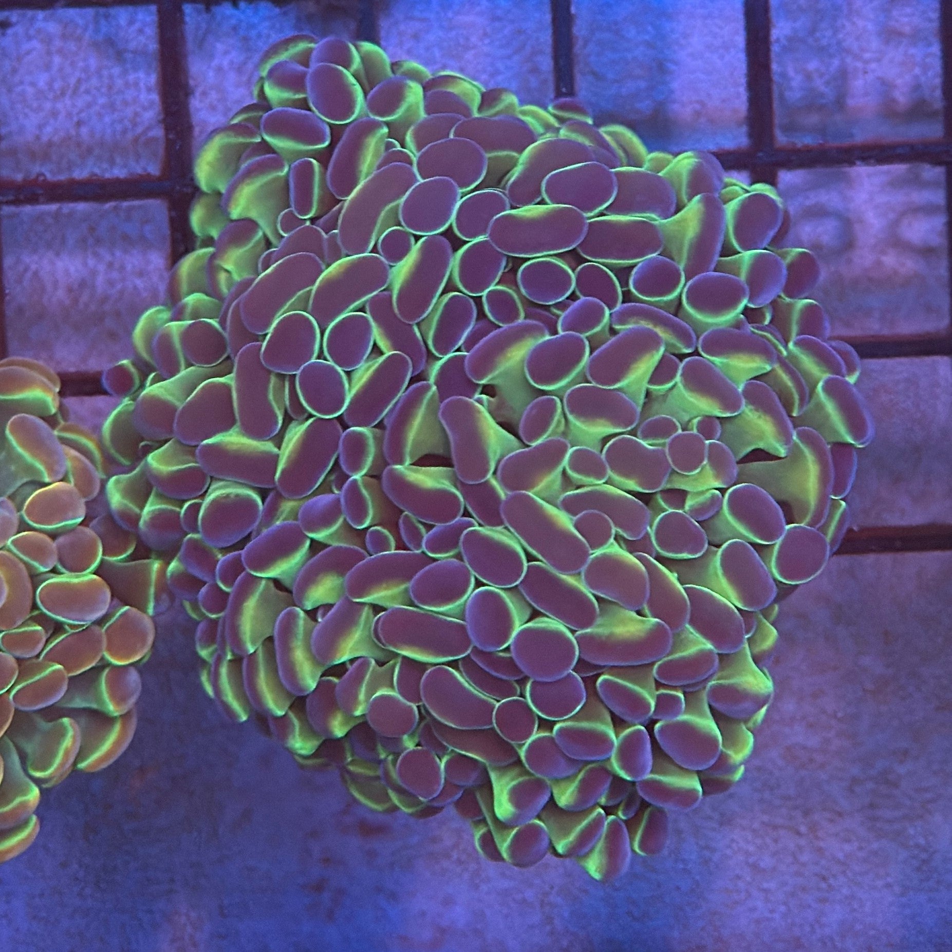 Aquacultured Bi Color Metallic Hammer R3B1
