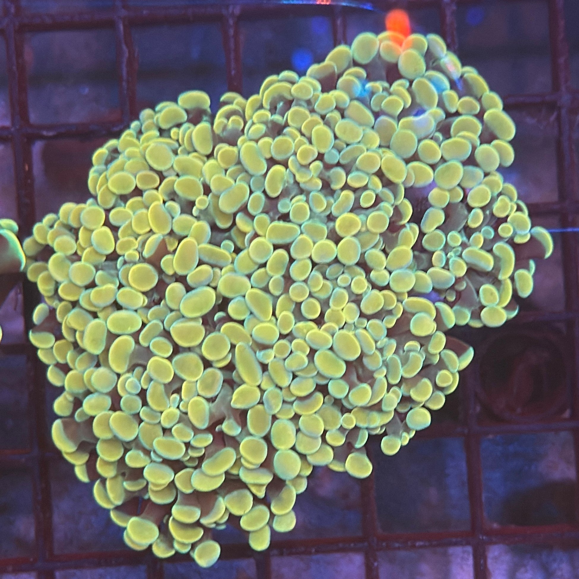 Aquacultured Bright Gold Hammer R3B2