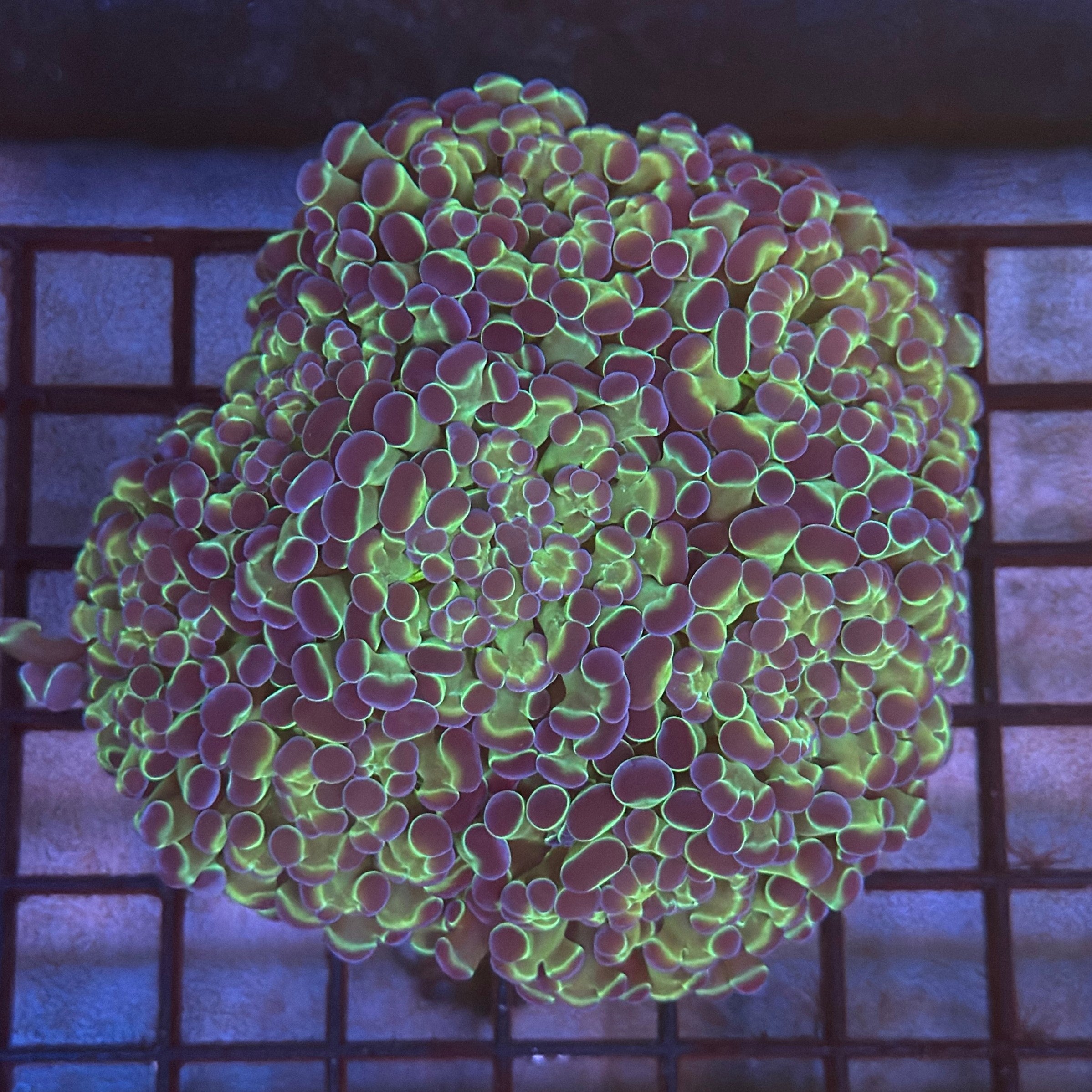 Aquacultured Ultra Gold Metallic Hammer R3B7