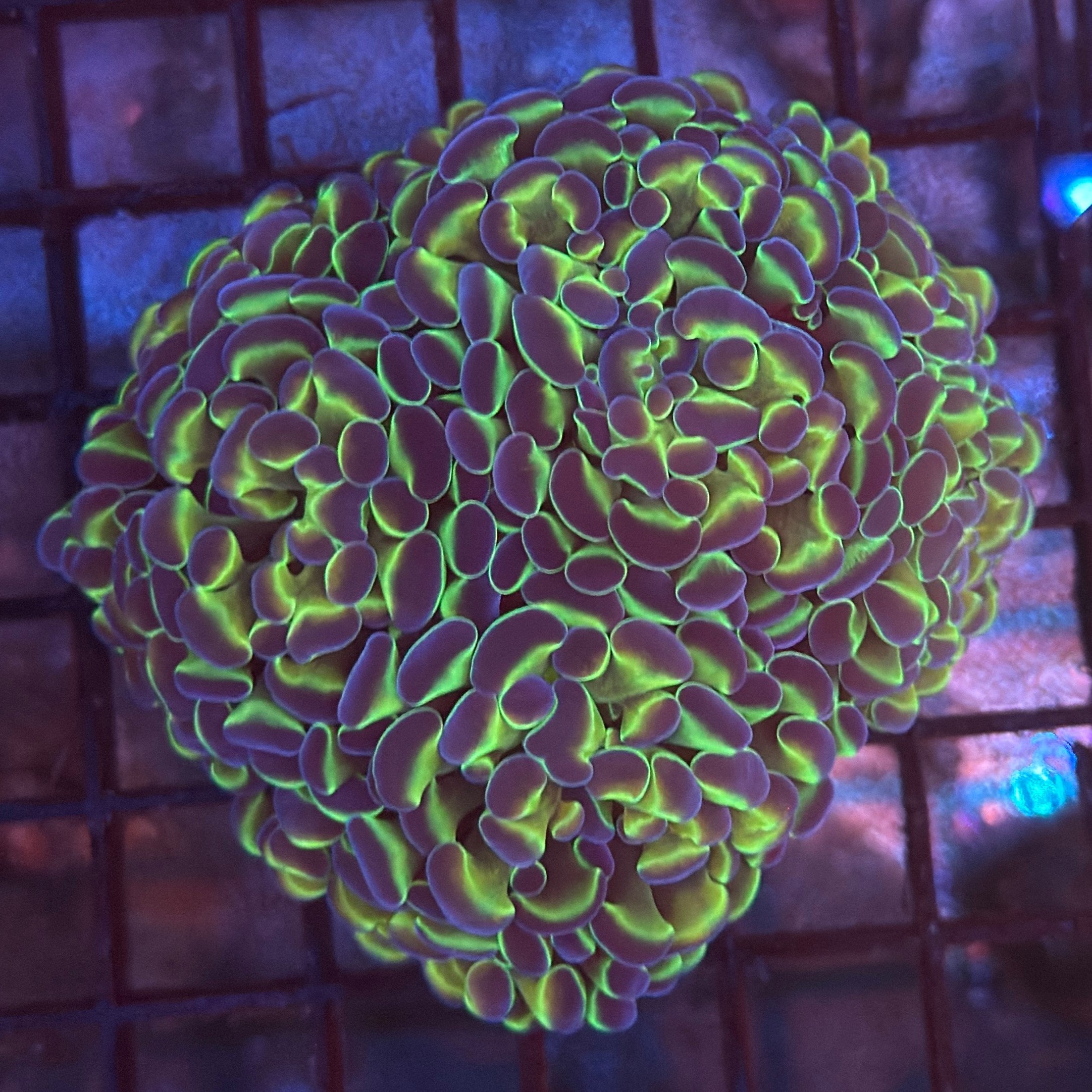 Aquacultured Ultra Bi Color Metallic Hammer R3C5