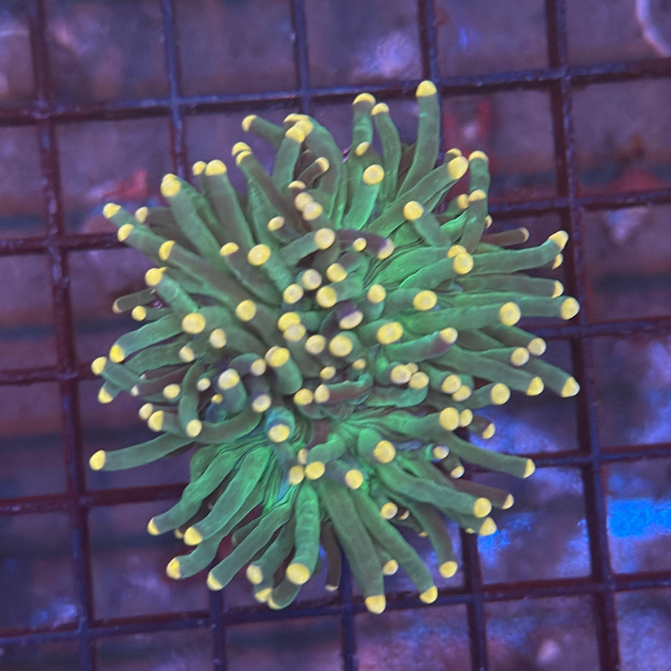 Green with Pink Tips Torch Coral R4A3
