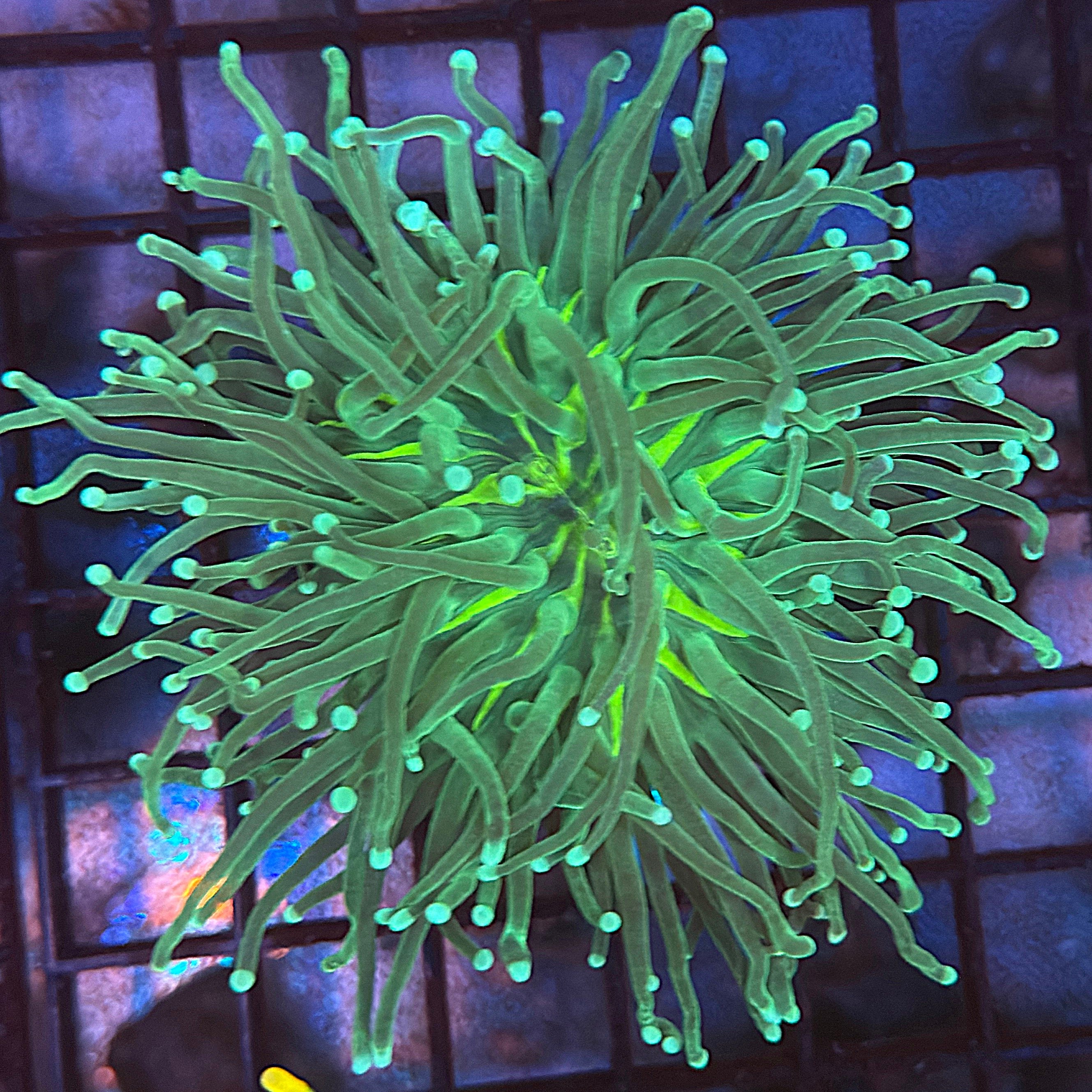 Green with Light Tips Torch Coral R4A5