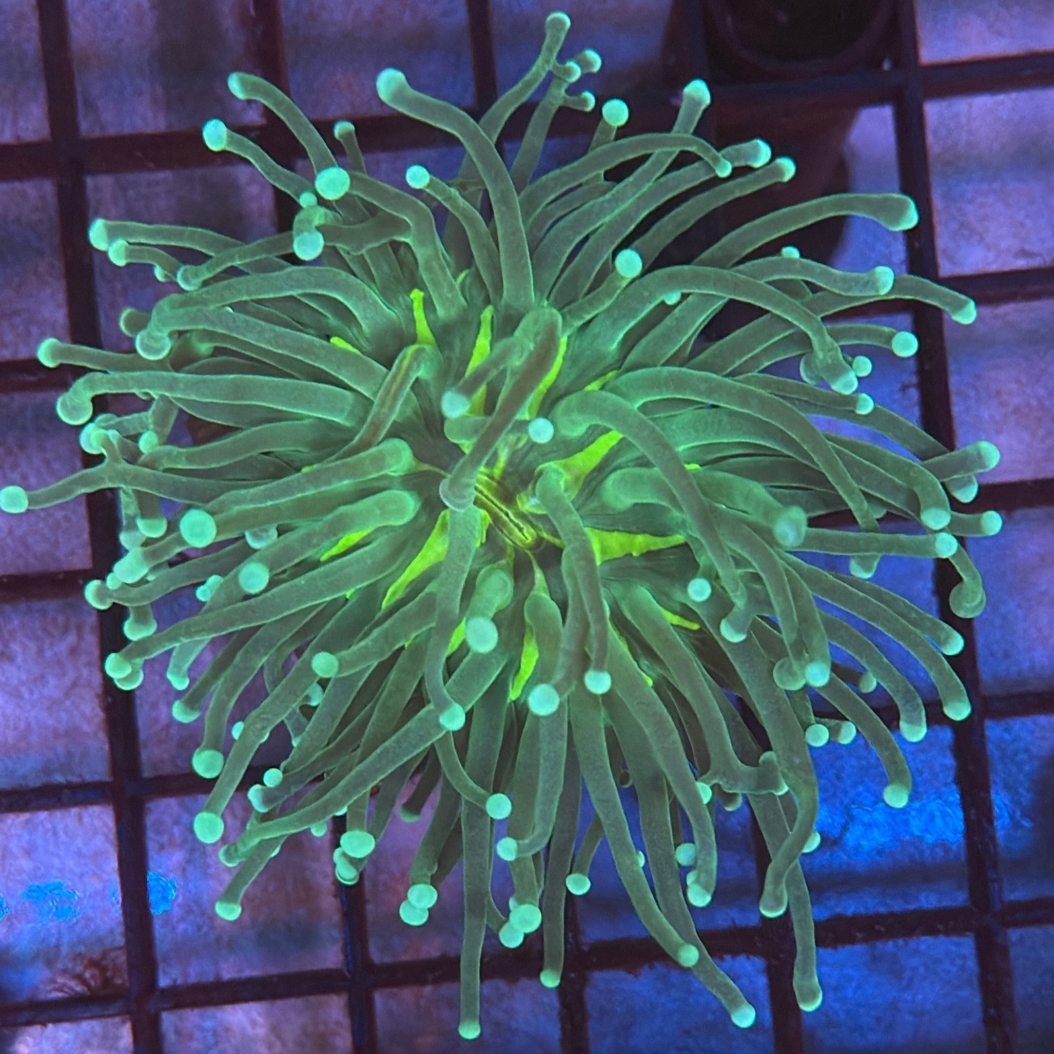 Green with Light Tips Torch Coral R4A6