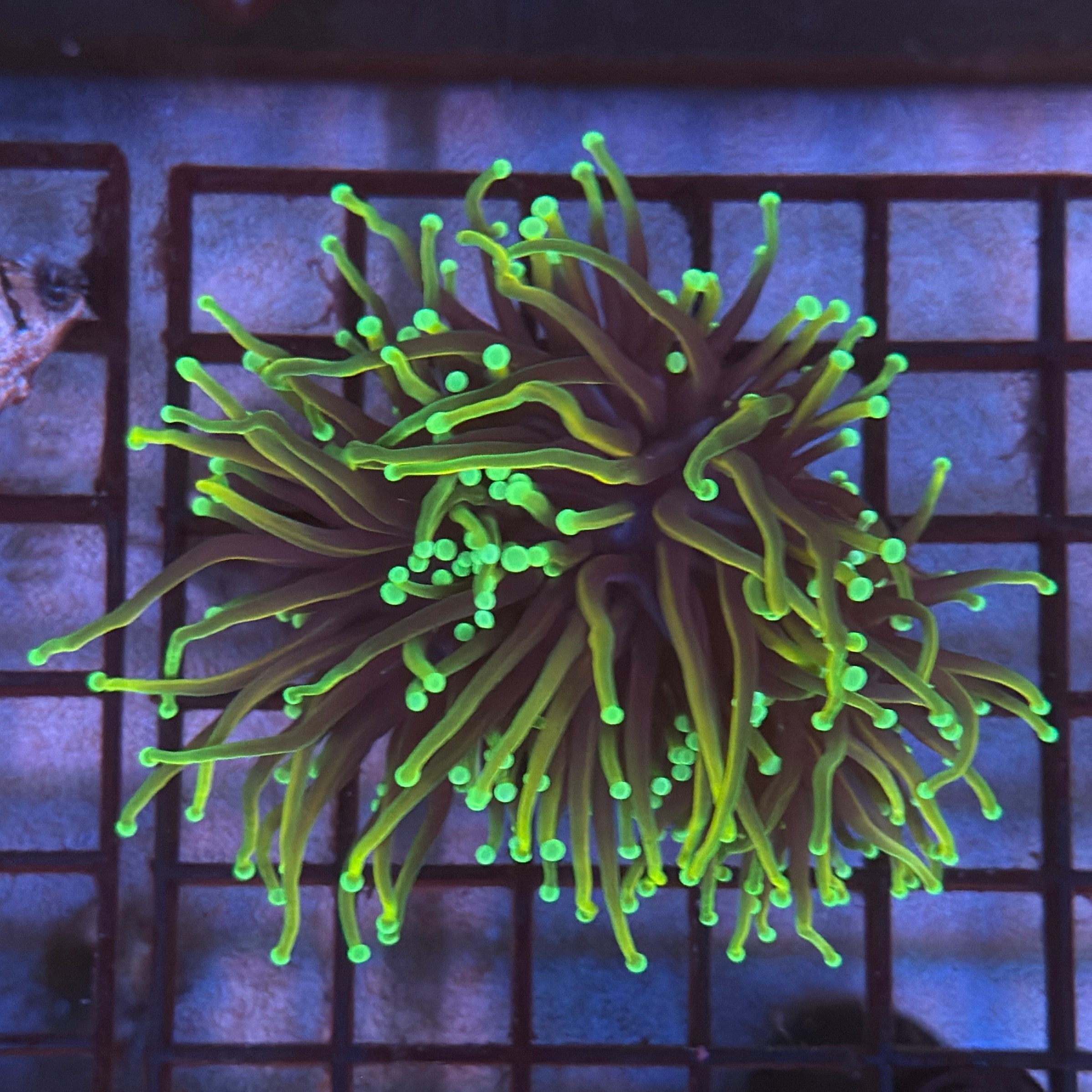Ultra HellFire Torch Coral R4A7