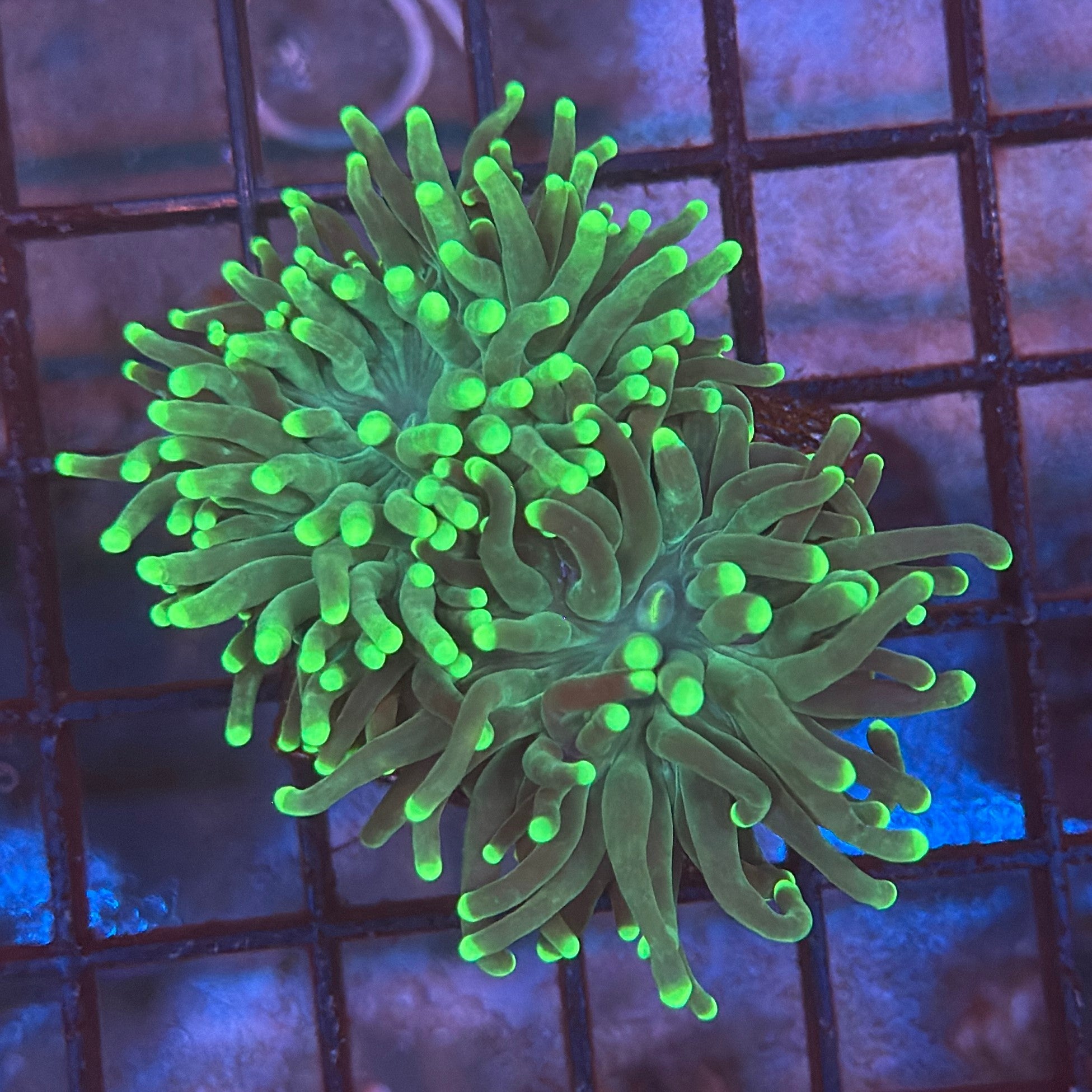 Green with Light Tips Torch Coral R4B3