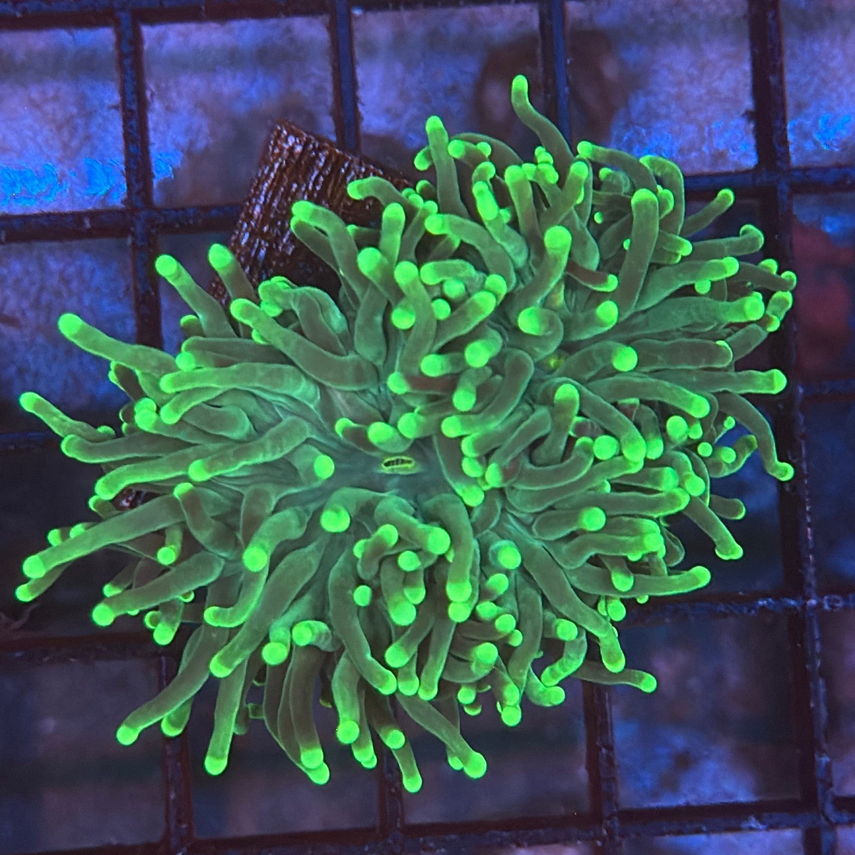 Green with Light Tips Torch Coral R4B4