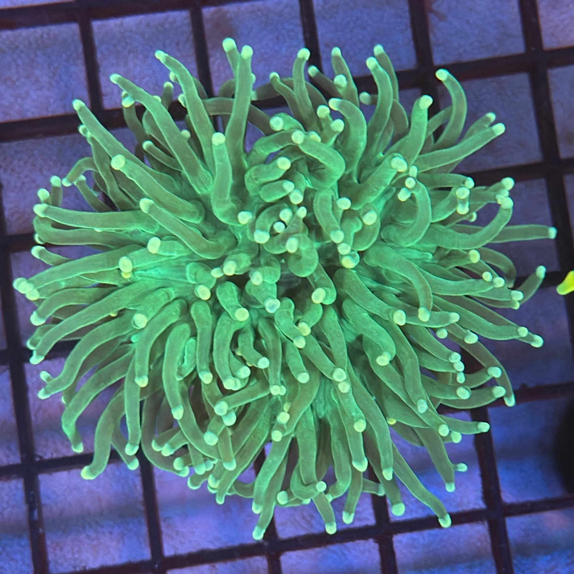 Green with Light Tips Torch Coral R4B6