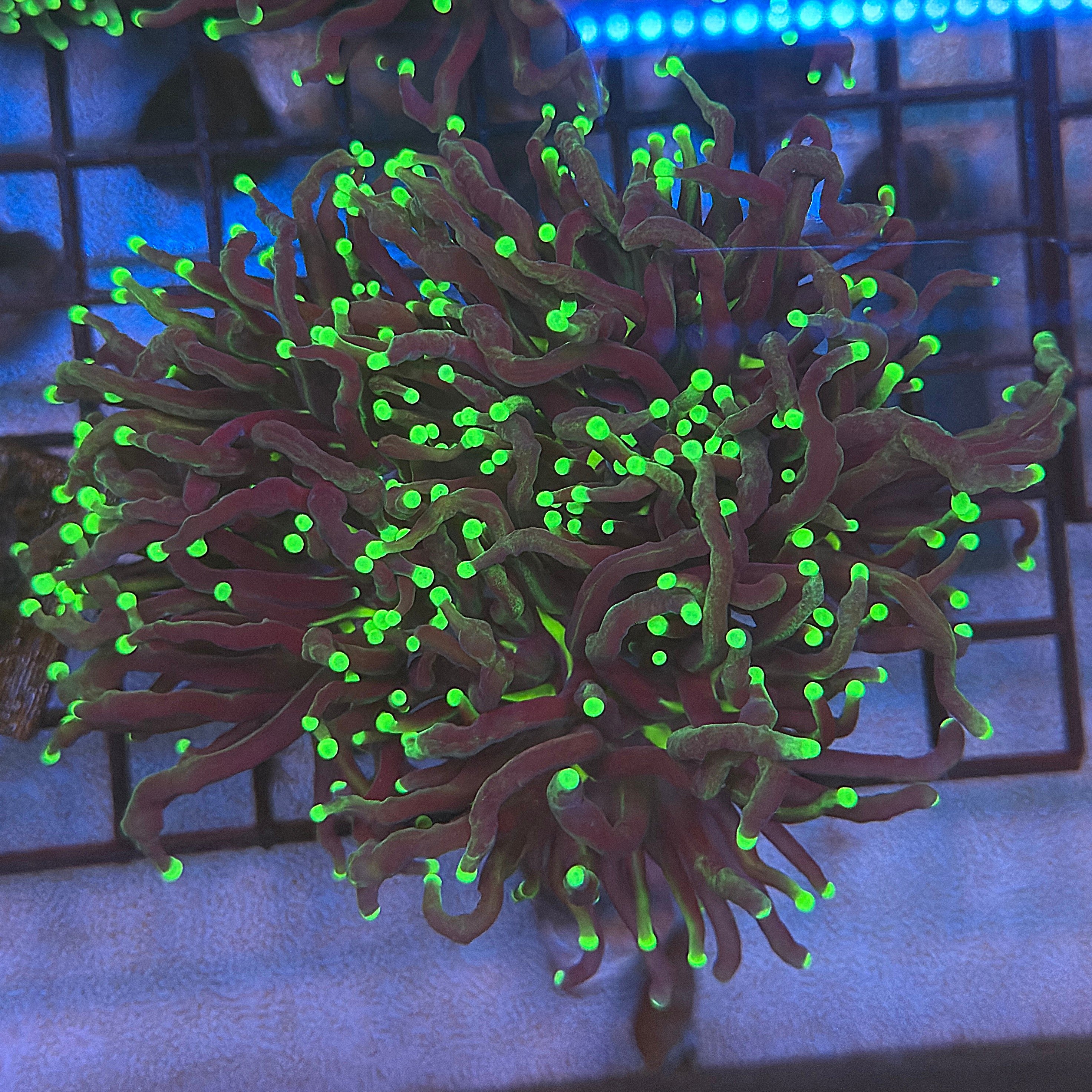 Ultra SunDevil Torch Coral R4C1