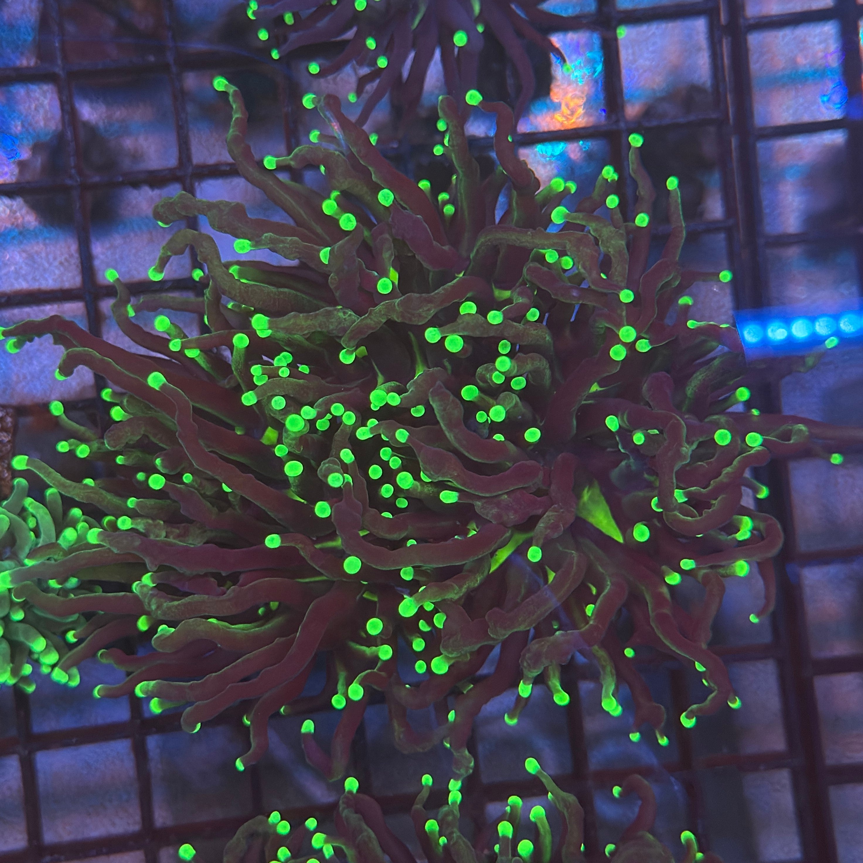 Ultra SunDevil Torch Coral R4C2