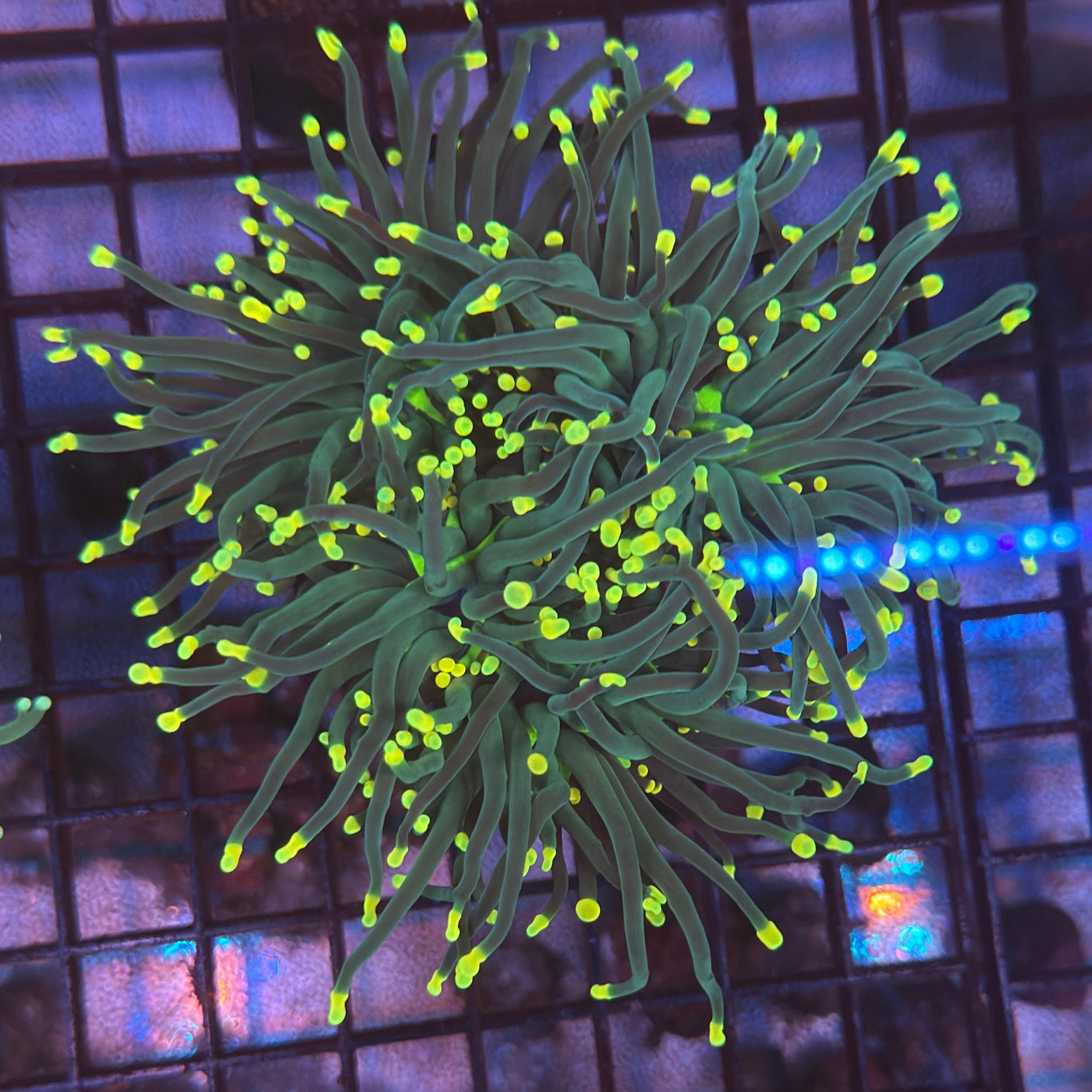 Indo Rasta Torch Coral R4C5