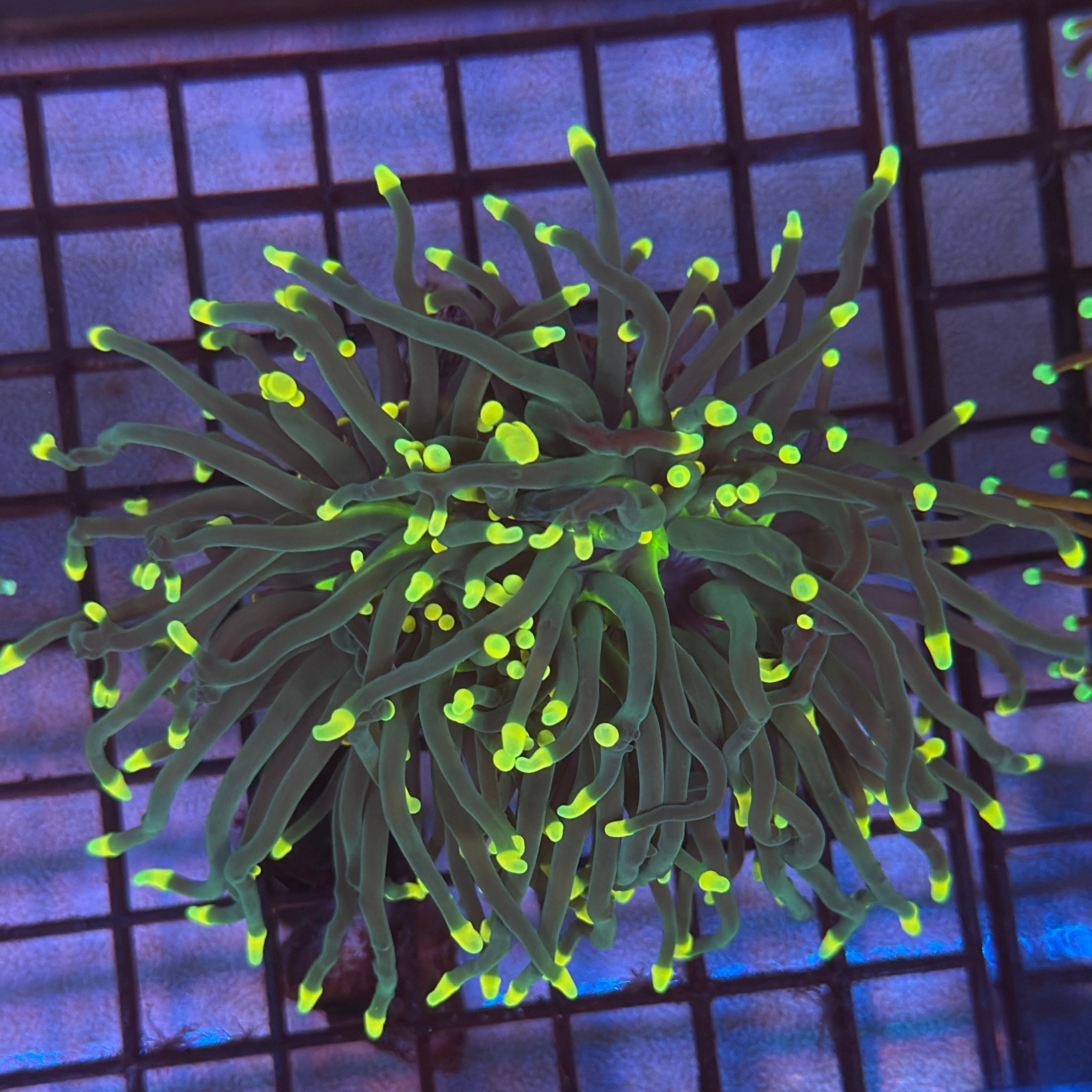 Indo Rasta Torch Coral R4C6