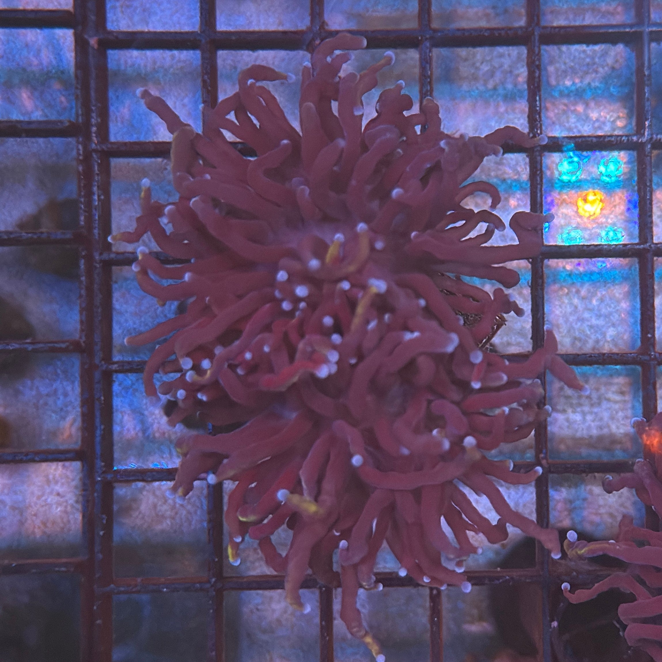Deep Purple Wolverine Torch Coral R5A2