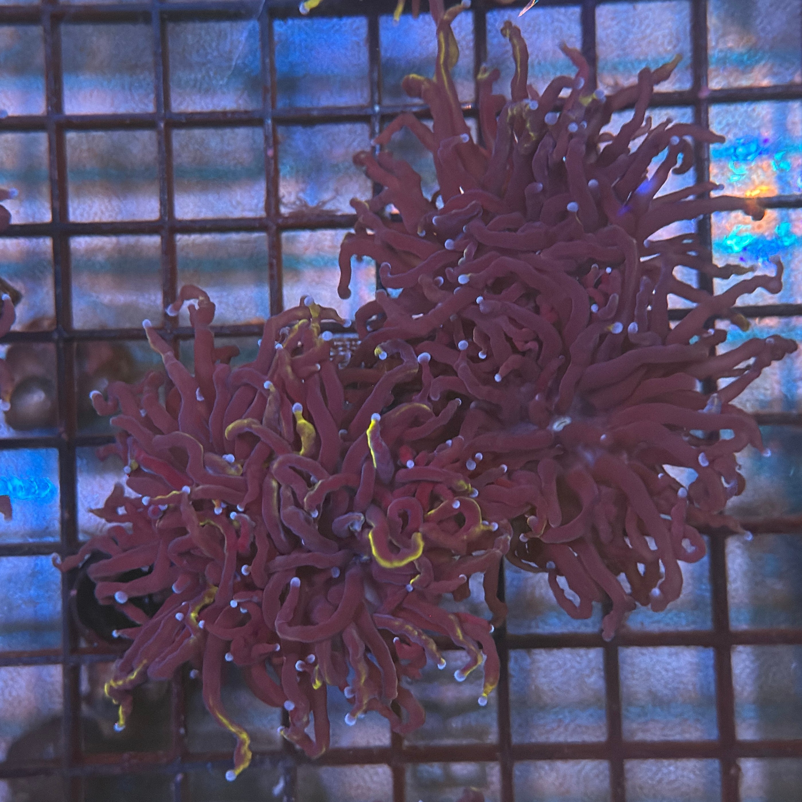 Wolverine Gold Torch Coral R5B2