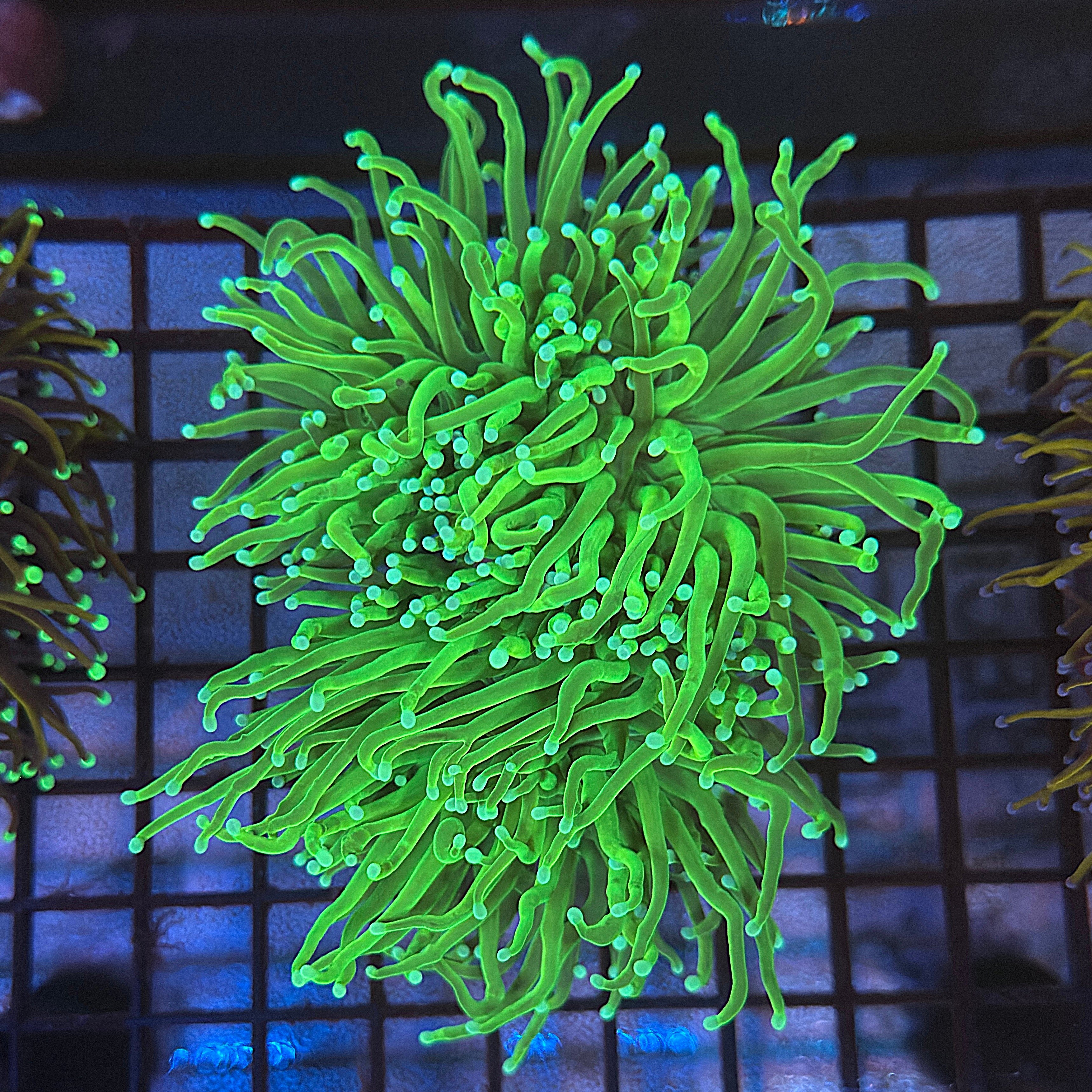 Ultra Malaysian Master Torch Coral R5B6