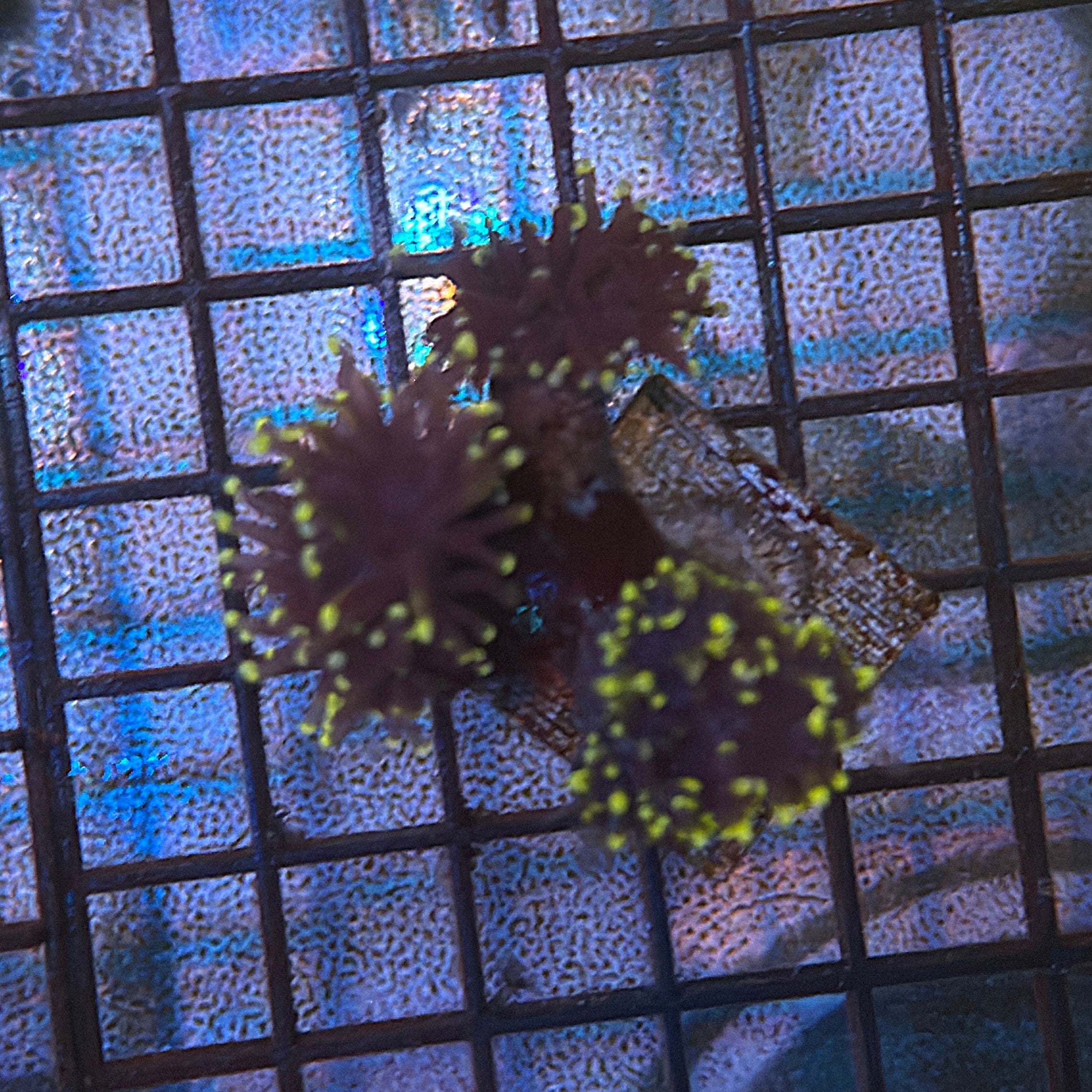 Purple with Pink Tips Torch Coral R6A3