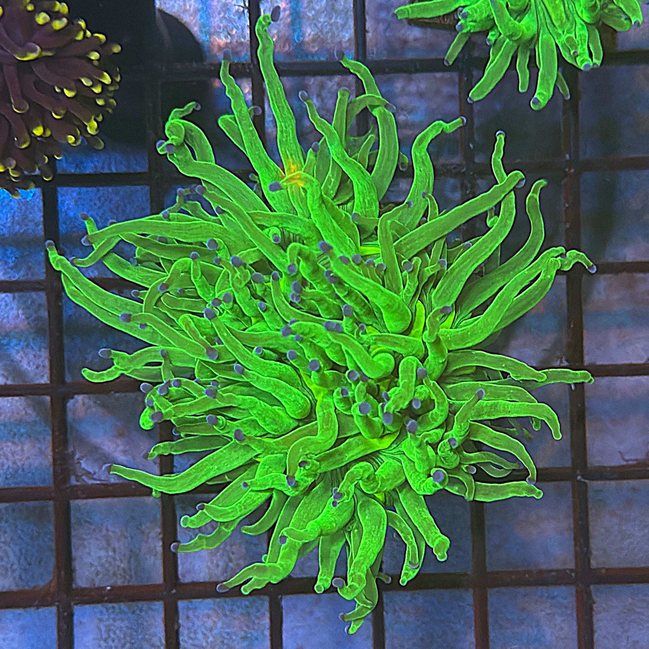 Bright Lime Green with Blue Tips Torch Coral R6B1