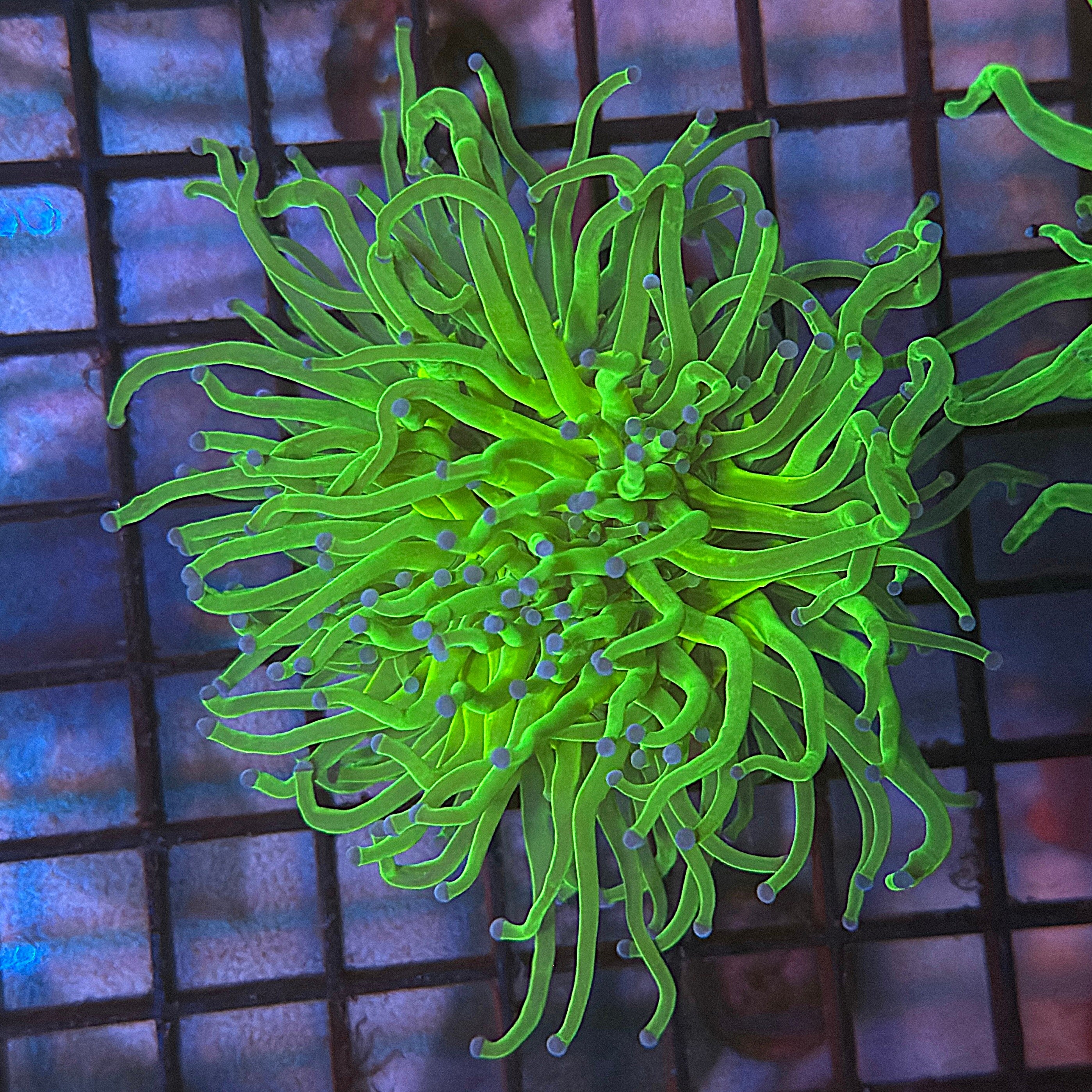 Ultra Holy Grail Torch Coral R6B4