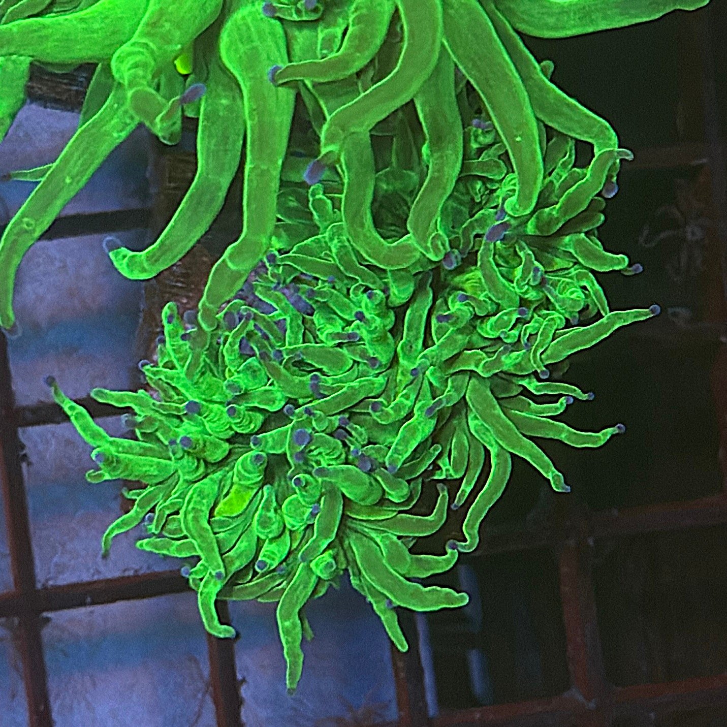 Bright Lime Green with Blue Tips Torch Coral R6C1
