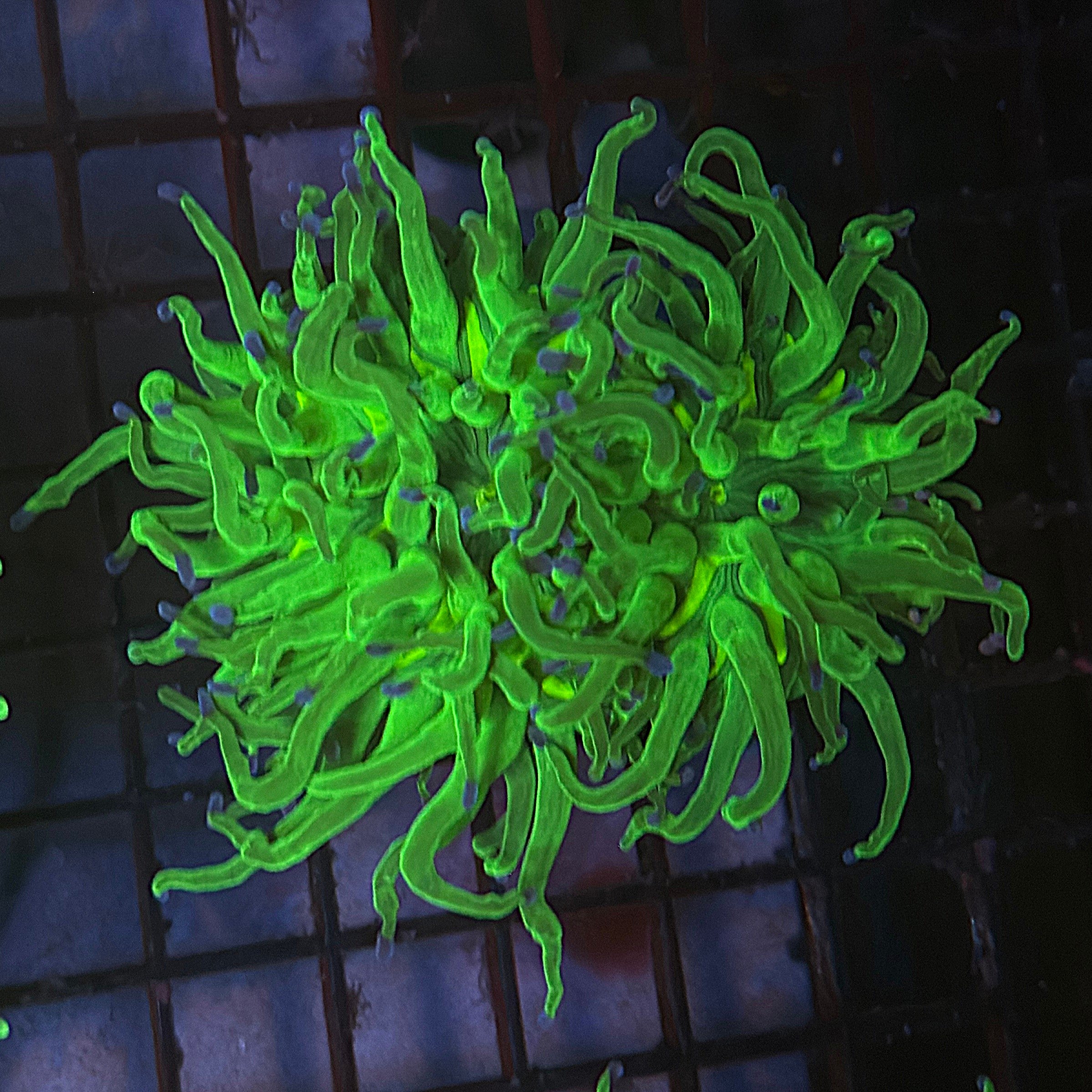 Bright Lime Green with Blue Tips Torch Coral R6C5