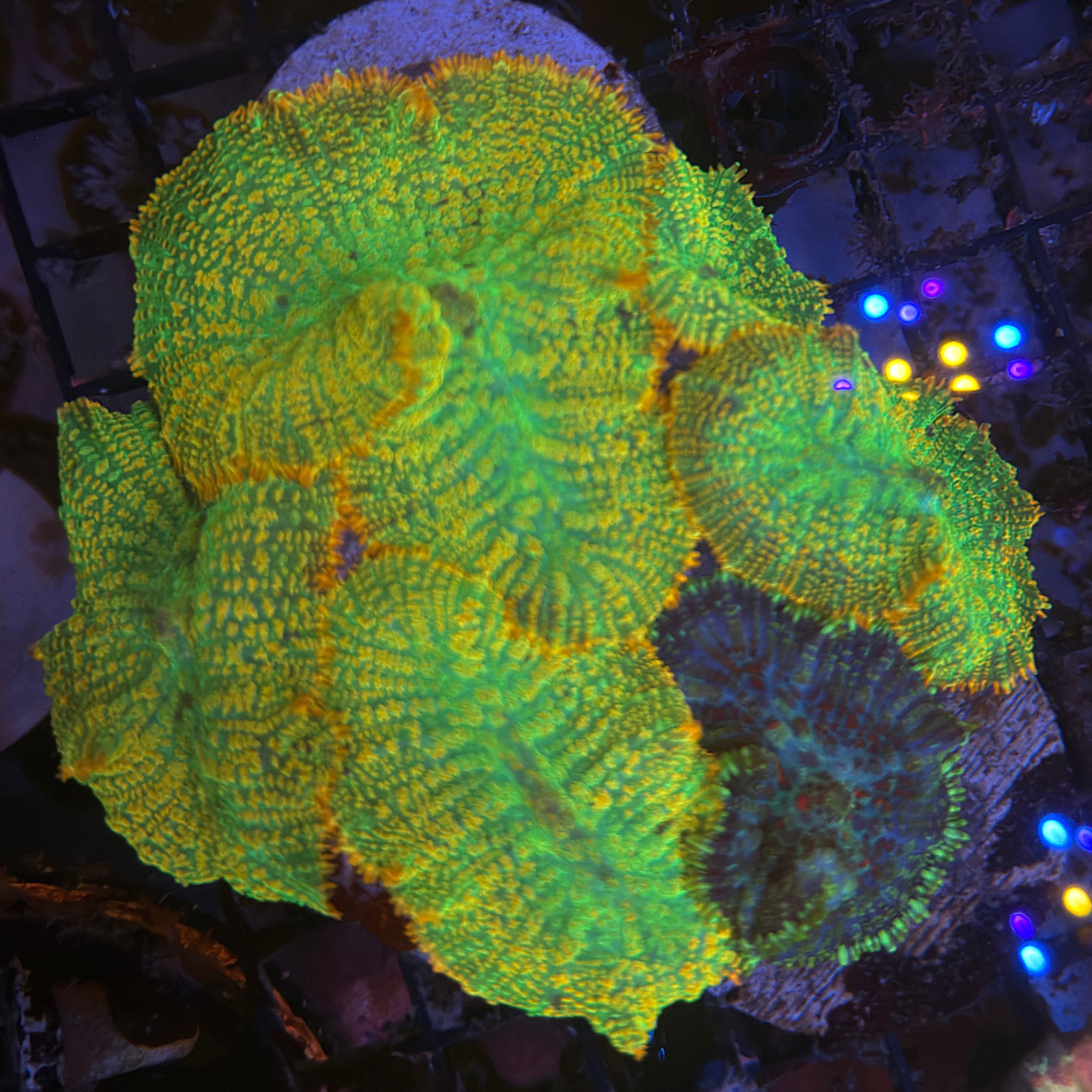 Tequila Sunrise Mushroom Colony