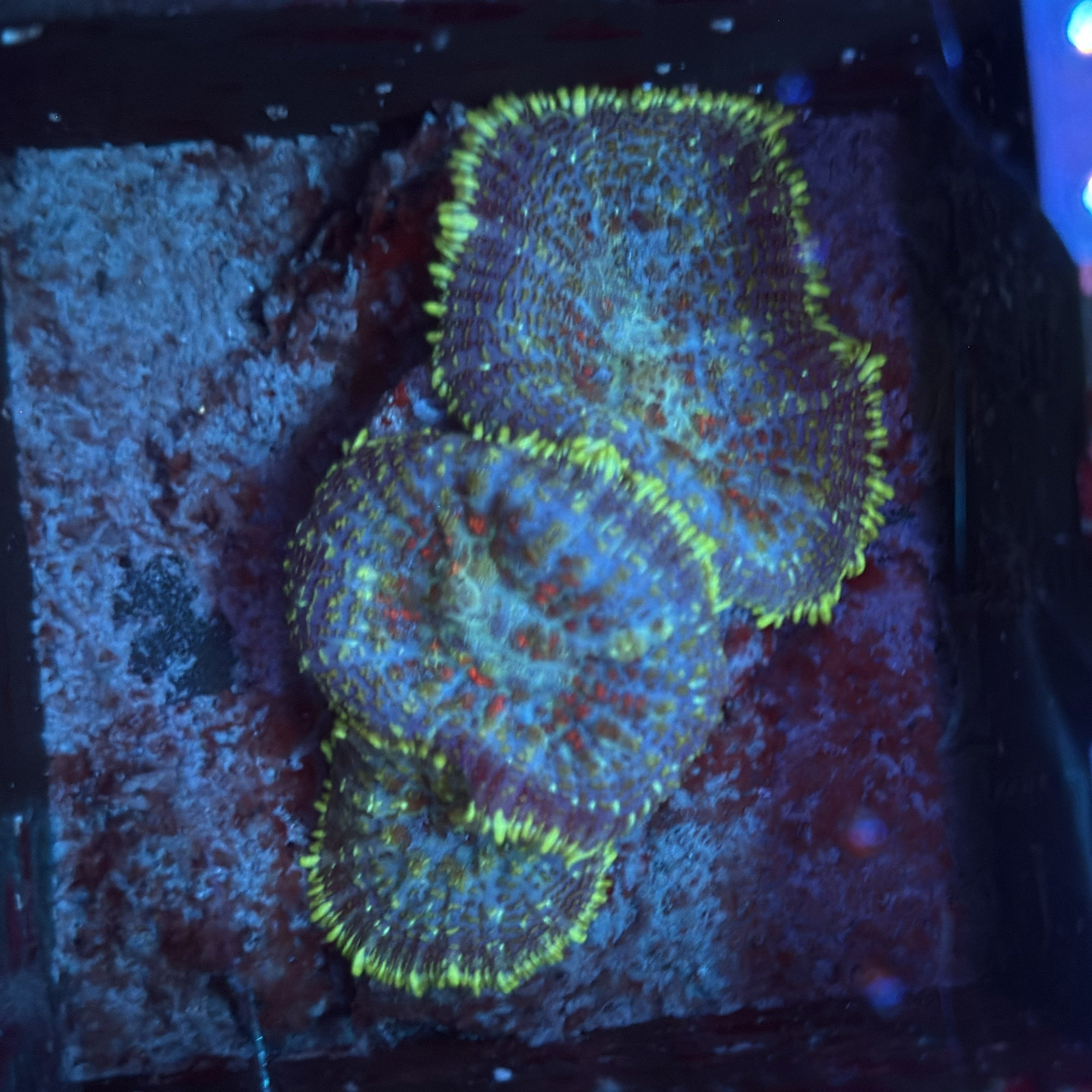 Ultra Blue with Red Spots and Gold Rim Rhodactis Mushroom