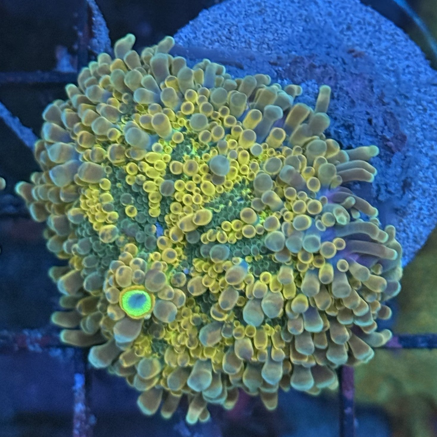 Ultra Rainbow Yuma Mushroom MB1