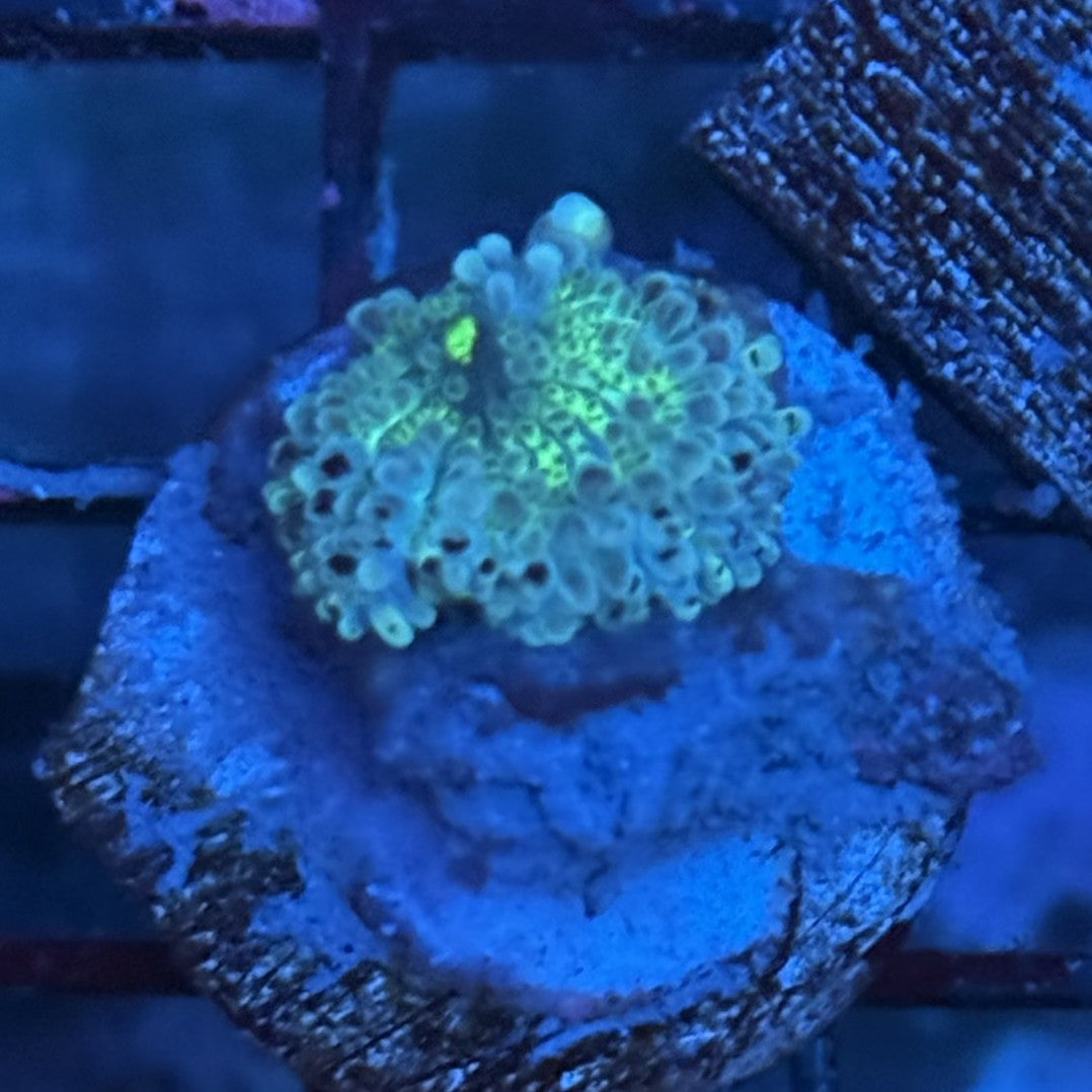 Gumball Ricordia Mushroom MB4