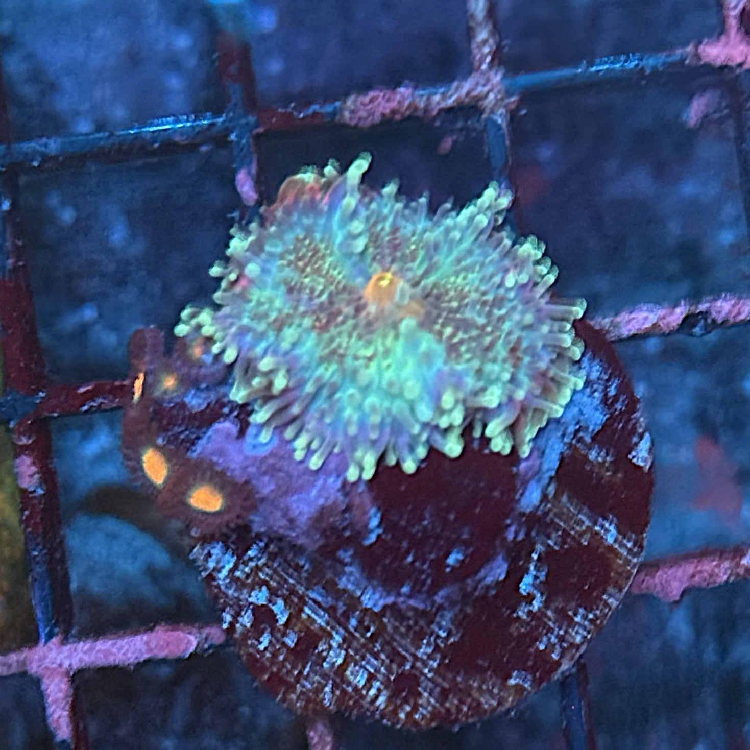 Gumball Ricordia Mushroom ME2