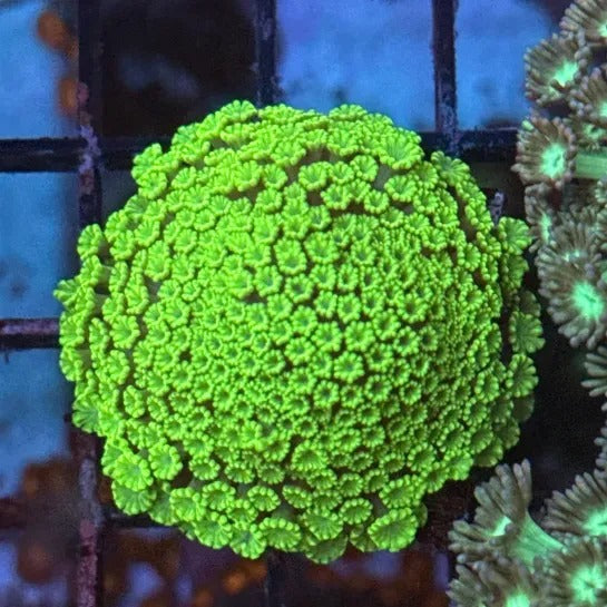 Toxic Mint Alveopora