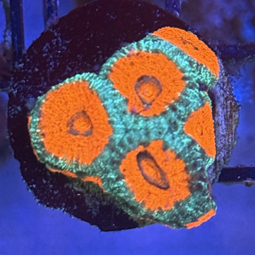 Ultra Acan ACA1
