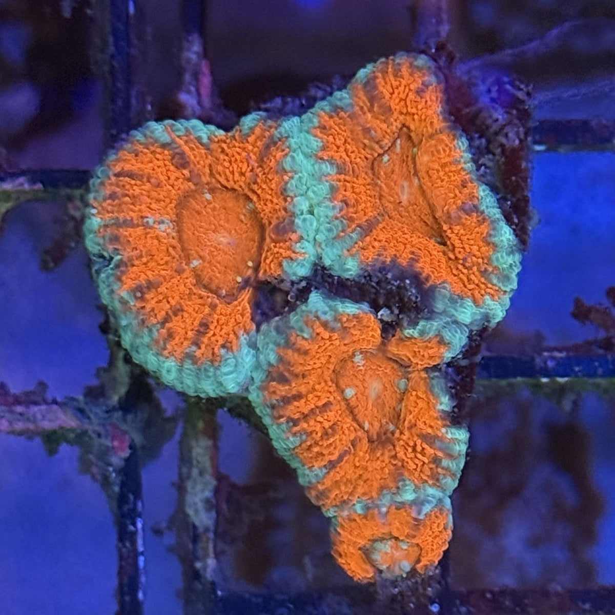 Ultra Acan ACA2