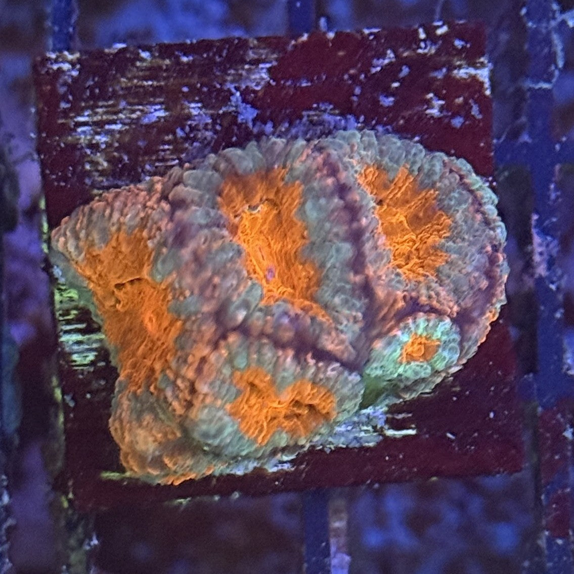 Ultra Acan ACA4