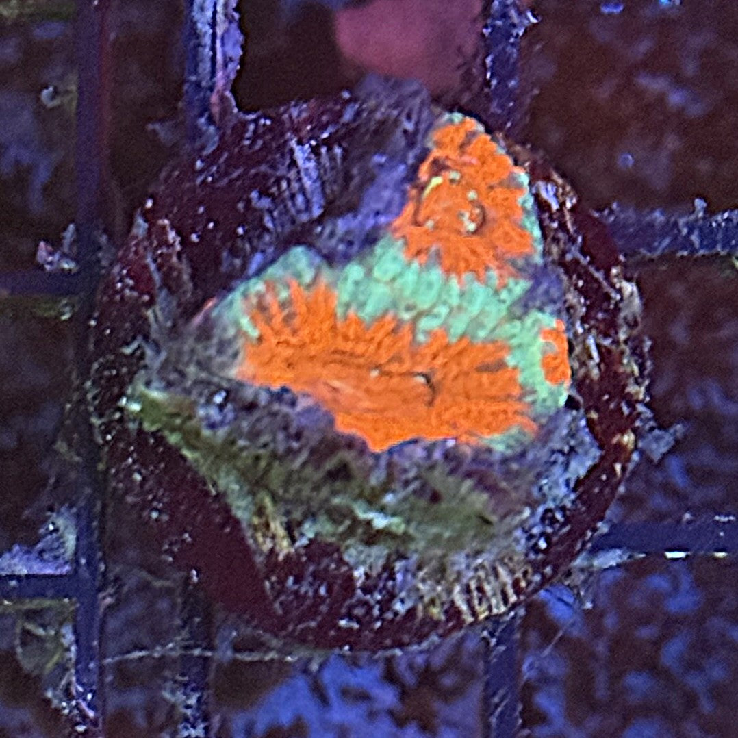 Ultra Acan ACA5