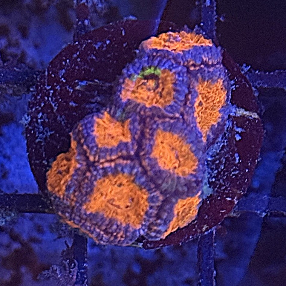 Ultra Acan ACA8