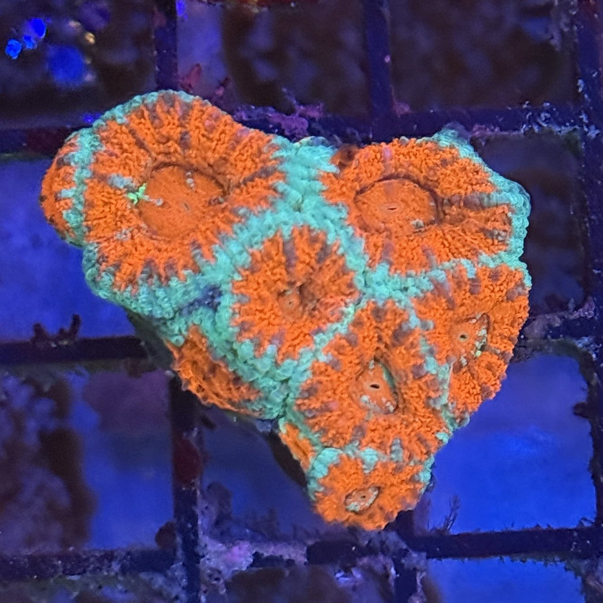 Ultra Acan ACB2