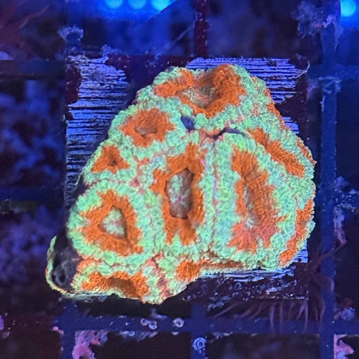 Ultra Acan ACB7