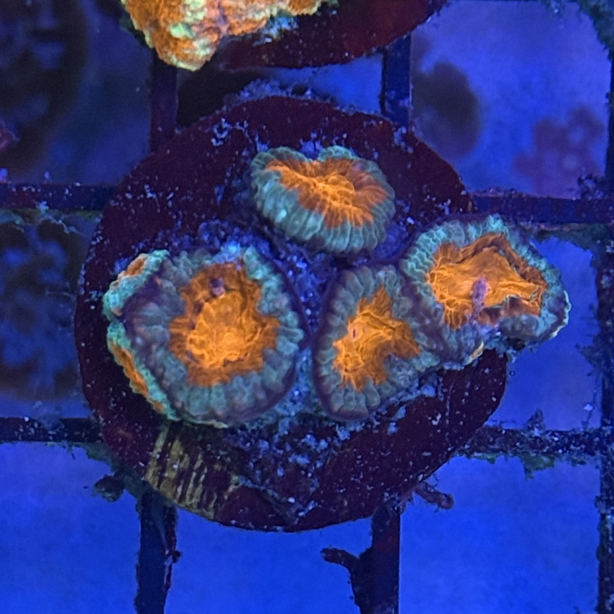 Ultra Acan ACC2