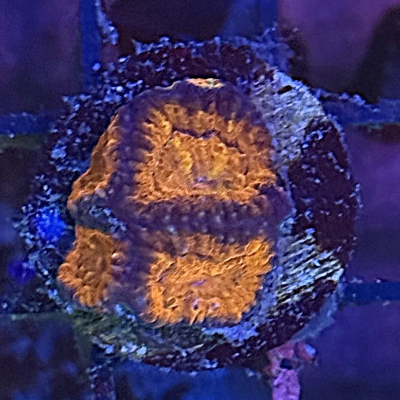 Ultra Acan ACC4