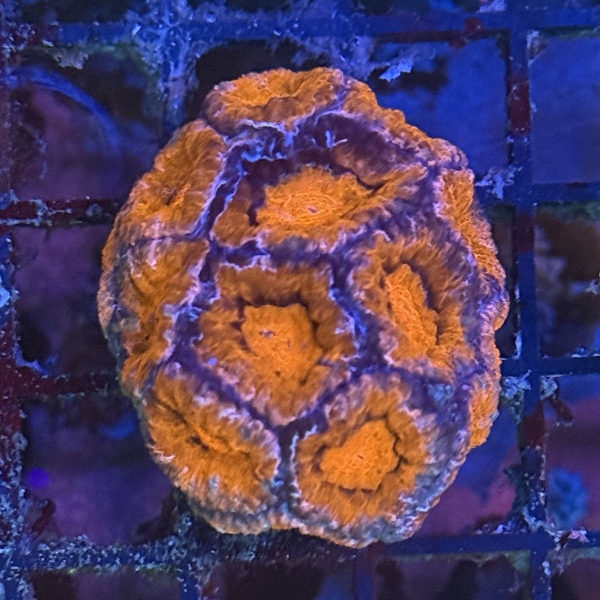 Ultra Acan ACC5
